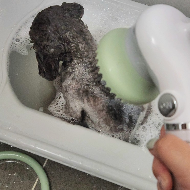애견목욕 펫샤워기 닥터워터 원터치) 애견목욕도 필터샤워기로 깨끗한물로 슥삭-