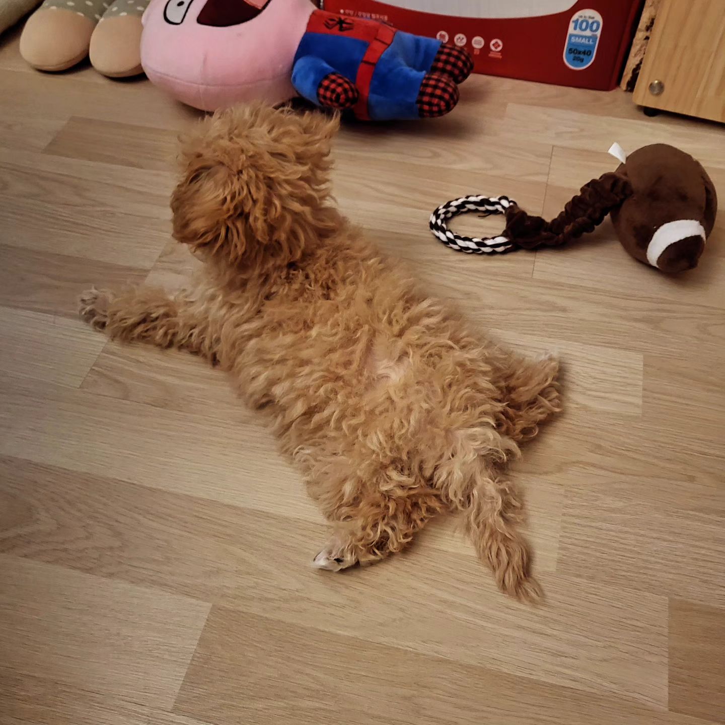 유연한 막내♡

#말티푸#댕댕이#강아지#막내