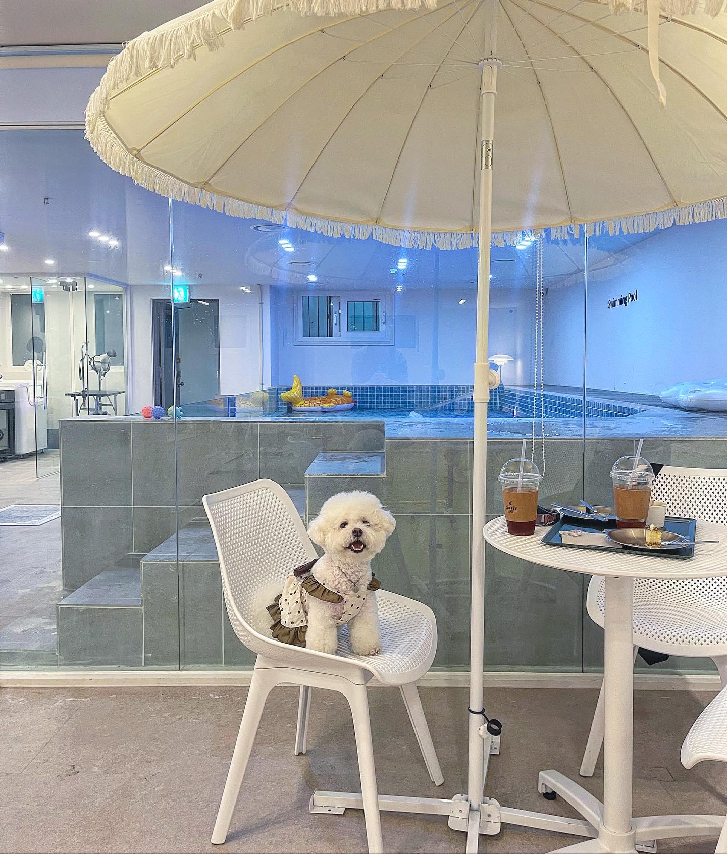 꺄르륵!🤍

#비숑 #비숑프리제 #비숑스타그램 #bichon #bichonfrise #dog #dogsofinstagram #잠실애견카페 #방이애견카페 #방이애견동반 #방이동애견동반 #송파애견카페 #서울비숑 #비숑모델 #카라즈 #카라즈스퀘어 #카라즈카페