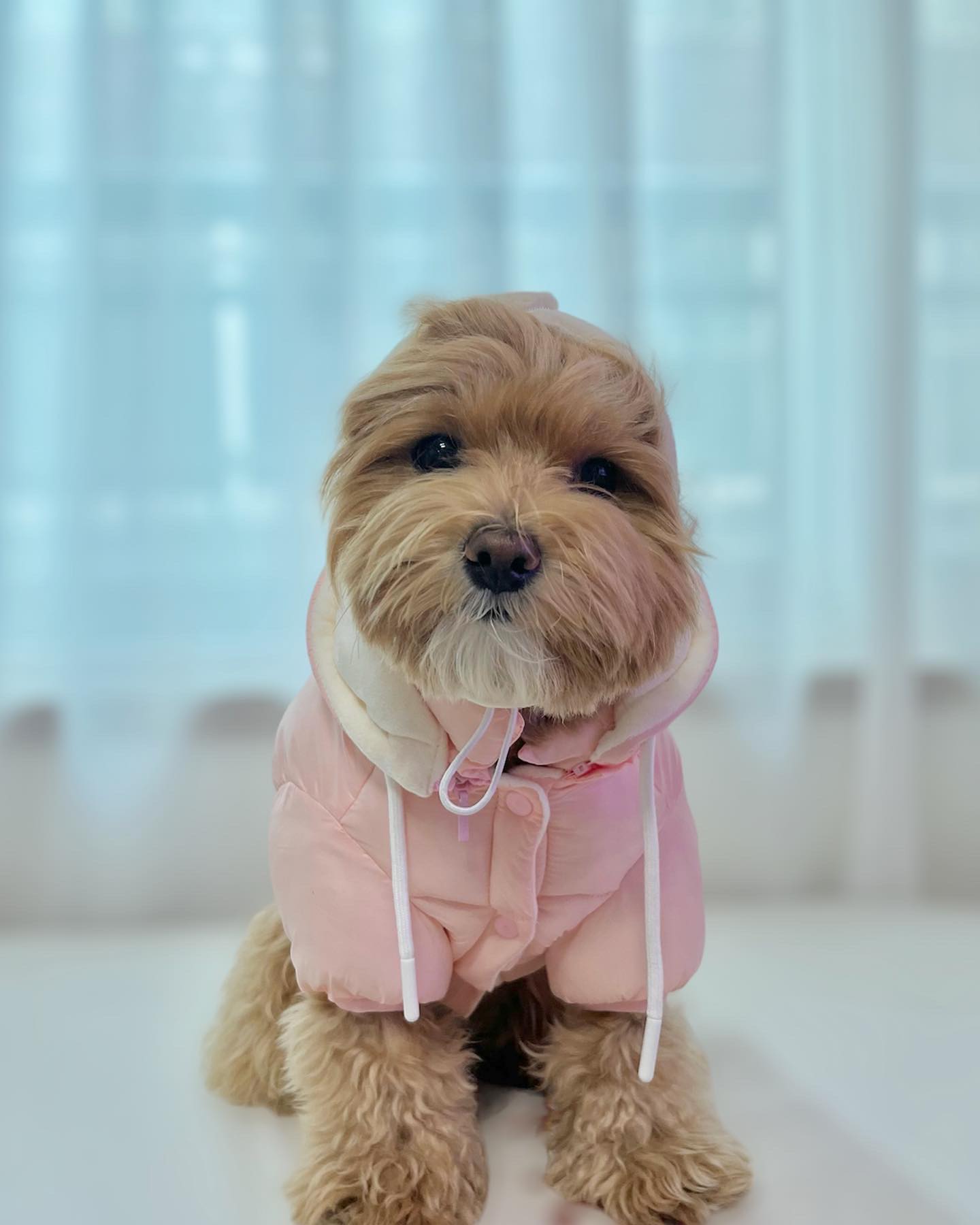 #협찬

#네오핏의 신제품 #소프트구름패딩 
미용 전, 후로 짜짜가 입어봤오!🤟🏻🤍

네오핏은 하네스로 워낙 유명해서 알고있었지만 
산책시 문제가 많은 나는 못써봐서 늘 아쉬웠거등,, 😅
그러다 작년에 내칭구 💟두찌💟선물로 
네오핏 후리스를 입어봤눙데 넘 따듯하고 편안해서 
작년 겨울 내 데일리룩이였던거 이찌? 🫶🏻

네오핏의 신제품 소프트구름패딩은 ☁️

✔️ 탈부착 후드 & 스누드
✔️ 뛰어난 보온성
✔️ 리드줄 연결 가능
✔️ 리버서블 후리스 안감

추위를 막아주는 두툼한 솜이 
타사 대비 2배나 내장되어 있어서 옴청 폭닥폭닥 따숩고 
눈, 비 걱정 없는 100% 발수 기능이 있어서 
동상, 저체온증 위험을 방지할 수 있오!
그리고 취향에 따라 후드 모자, 스누드를 함께 사용할 수 있고, 
양면 활용이 가능한 리버서블 디자인으로 활용도도 높다구! 👍🏻

컬러는 내가 입은 소프트 핑크랑 블루 그레이가 있는데 
블루 그레이 색도 넘 예쁘더라, 🥹🩵🩶

모든게 완벽한 패딩! ✨
올 겨울 짜짜 데일리룩은 구름소프트패딩 당첨이야~👌🏻
칭구들도 완전 따숩고, 활용도 높은 예쁜 패딩 찾는다면!
네오핏의 구름소프트패딩으로 추운 겨울 대비하쟝! ❤️‍🔥❤️‍🔥

🏷️ puppy_neofit 
.
.
.
.
.
#네오핏소프트구름패딩 #소프트구름패딩 #구름패딩 #강아지패딩 #반려견패딩 #강아지양면패딩 #강아지패딩추천 #나는짜짜 #말티푸 #maltipoo #견주소통 #반려인소통 #강아지 #댕댕이 #반려견 #반려견일상 #강아지일상 #오늘의강아지 #멍스타그램 #댕스타그램 #daily #dailydog #dog #멍팔환영 #멍팔맞팔 #멍팔 #좋아요