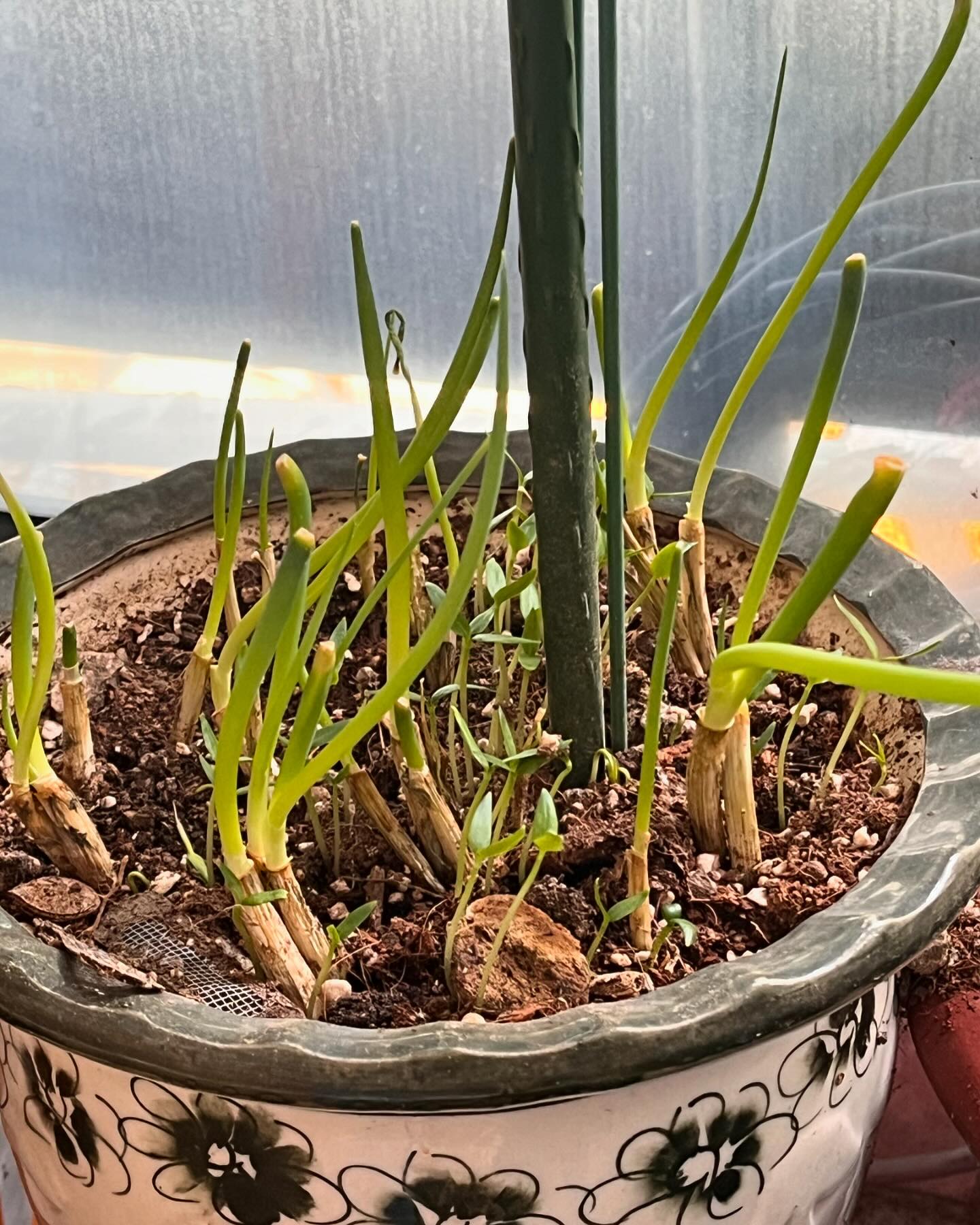 / 잘 자라고있는 쪽파, 대파, 파프리카들, 🌱
#먼데이의_식물