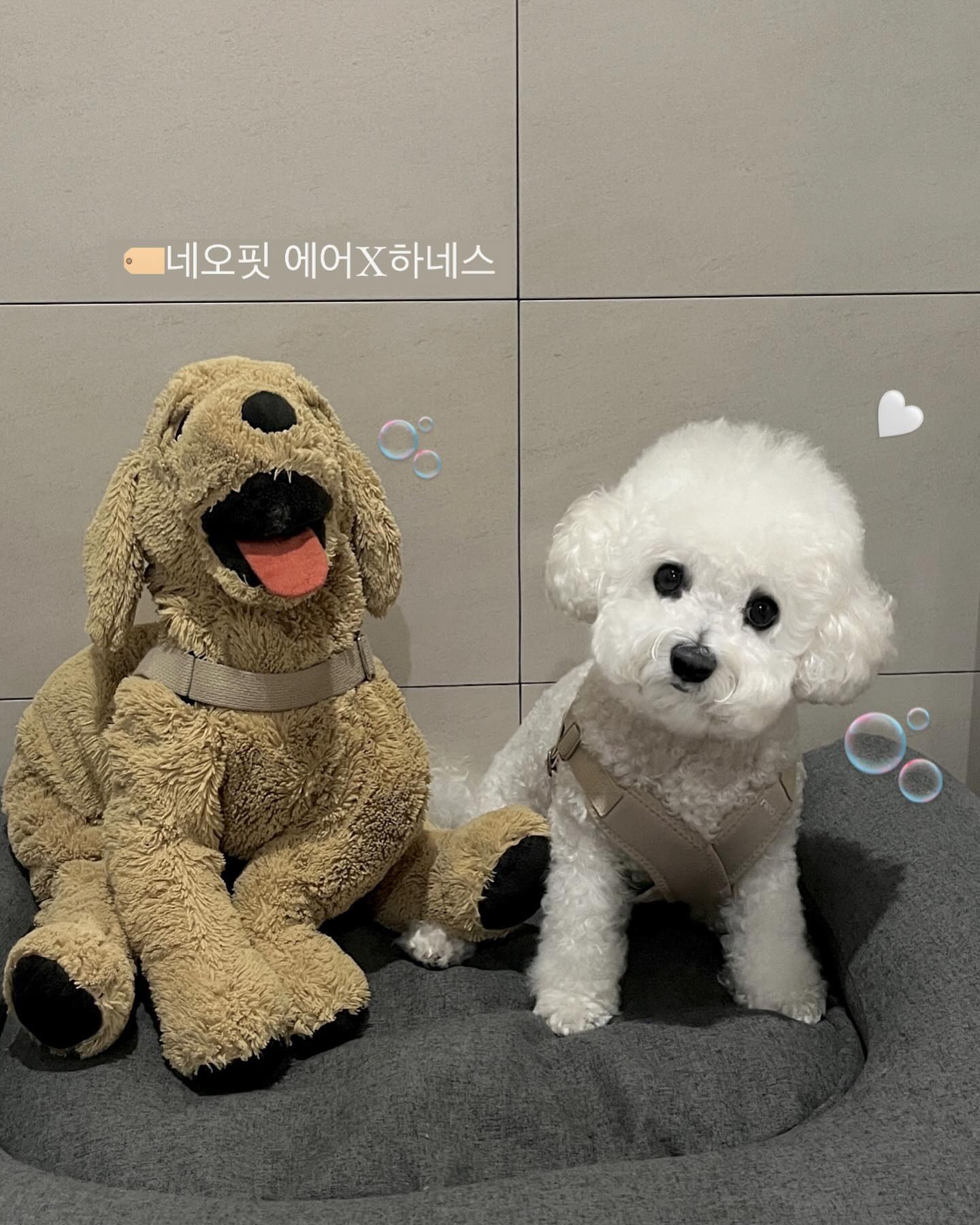 #바잇미체험단 

네오핏 L형 하네스 일 년째 너무 잘 쓰고 있는 둡🐷
X형 하네스도 사용해 보려고 장바구니에 담아놨었는데,,!

이번에 바잇미 체험단에 당첨되어서 
#네오핏에어x하네스 를 사용해 봤어요❕((꺄아아 🙌🏻

네오핏 에어 X 하네스는💭

•기관지 압박이 없는 X자 디자인
•초간단 3초 착용, 퀵 스냅 버클
•가벼운 에어쿠션 원단
•피부 쓸림 없는 에어매쉬 원단 
•충격을 흡수하는 폭넓은 밴드
•체형에 맞게 커스텀 사이즈 조절 가능

정말 좋은 장점들만 가지고 있는 하네스에요🥹
3일 동안 사용해 봤는데 흥분하면 줄당김 심한 두부도 
캑캑거림 1도 없고 정말 편해 보였어요🌿🤍

하네스 유목민 친구들! 기관지 조심해야 되는 친구들!!
정말 편안한 하네스 찾고있는 친구들은 
[ 네오핏 에어X하네스🫧 ] 너무너무 추천해요🫶🏻

+가슴둘레43 6키로 비숑프리제 M사이즈 착용했어요:)

_
puppy_neofit biteme.co.kr 
#네오핏하네스 #네오핏에어x하네스 #하네스추천 #강아지하네스 #바잇미 #바잇미체험단 #네오핏리드줄 #네오핏l형하네스