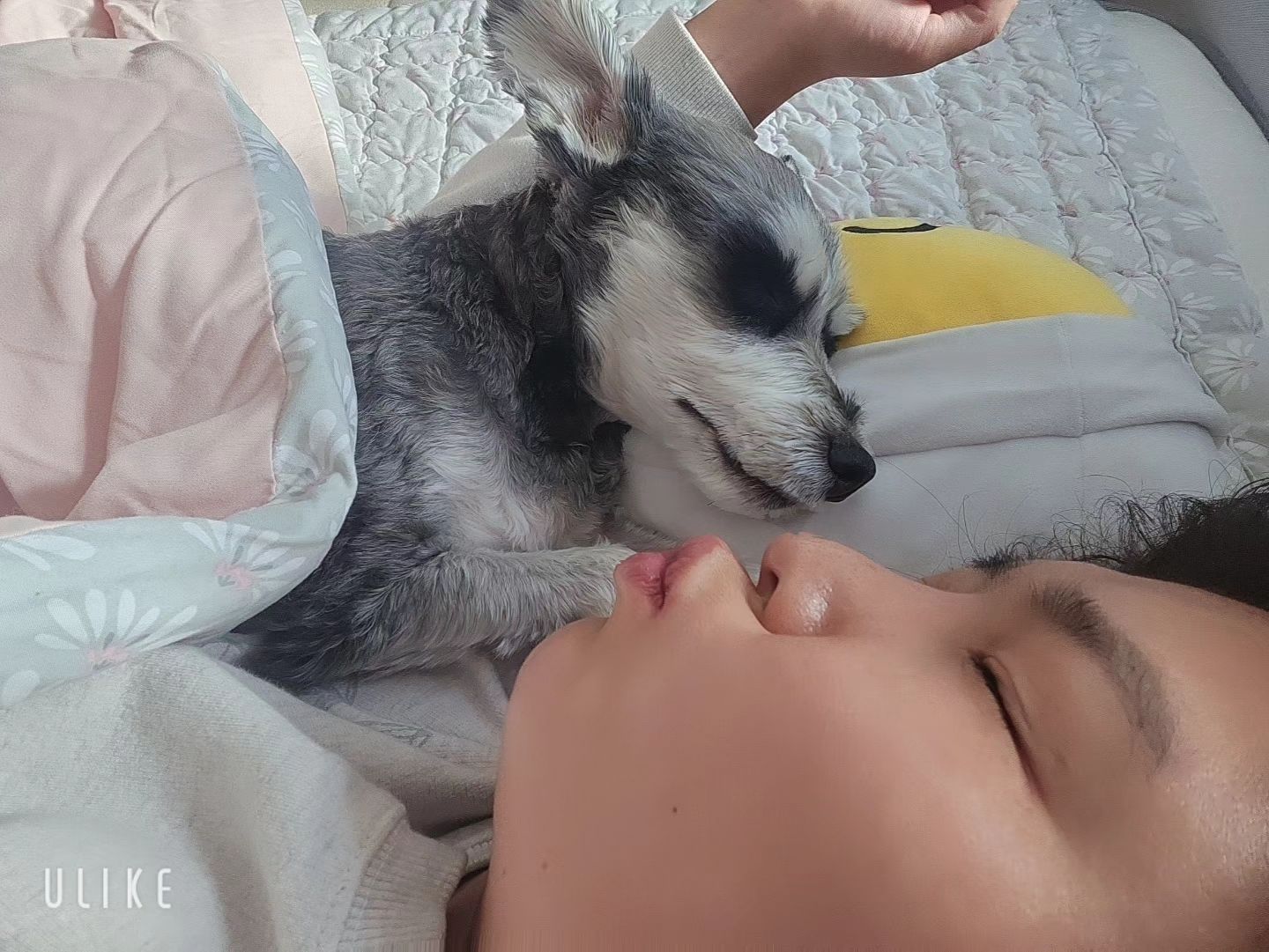 내사랑 산타-♡
.
.
.
#울산 #강아지 #산타 #슈나우져 #morning #dog #dogsofinstagram #daily