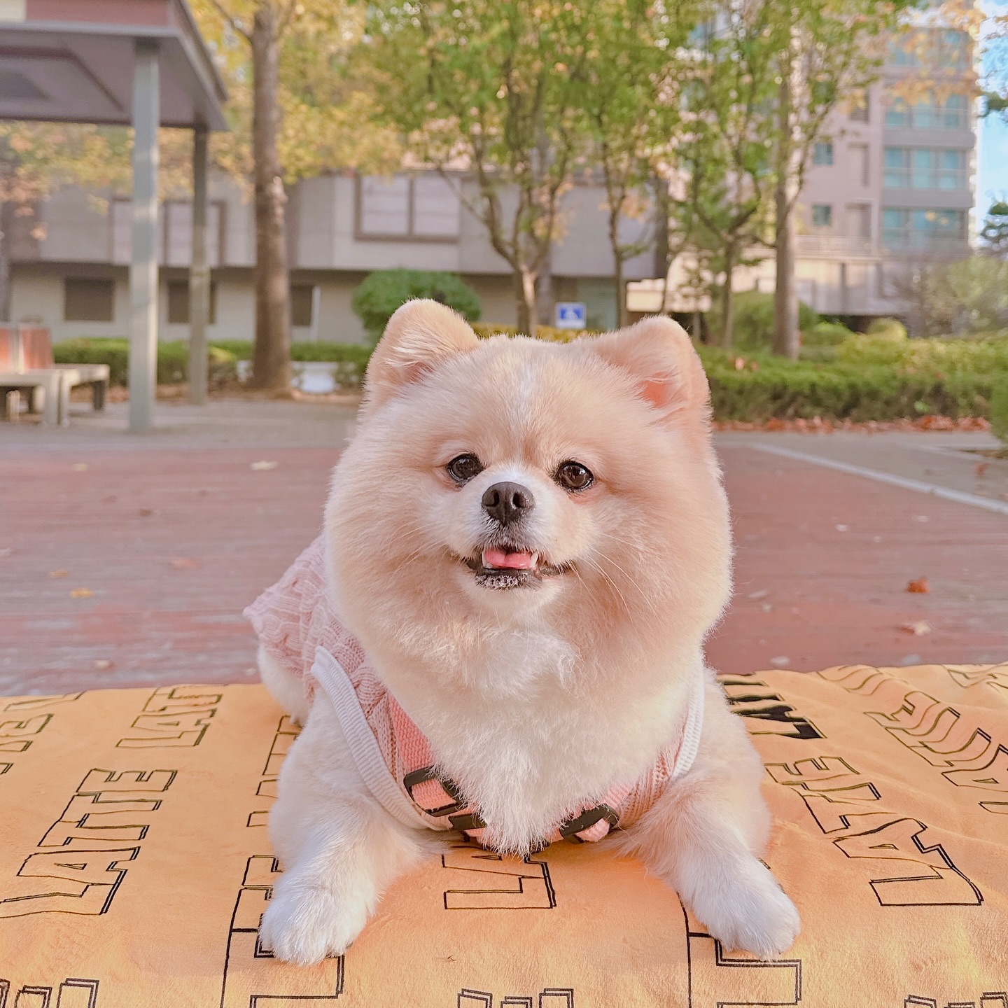 라떼랑 같이 덮을래?!
라떼 이름이 쏘옥 박힌 하나뿐인 담요라구💛

보들 보들 해서 자꾸만 손이가,,

유모차에서, 카페에서, 무릎담요로! 다양하게 사용 가능해서 
실용성 최고◡̈ 

올 겨울 추위 걱정 없이 뜨듯하게 보낼수있게따🔥

#계랑노른자 dogandyolk_official 
#제품제공 #강아지담요 #강아지블랭킷