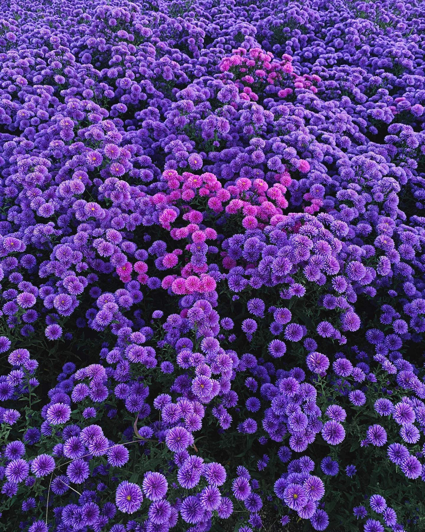 콘텐츠