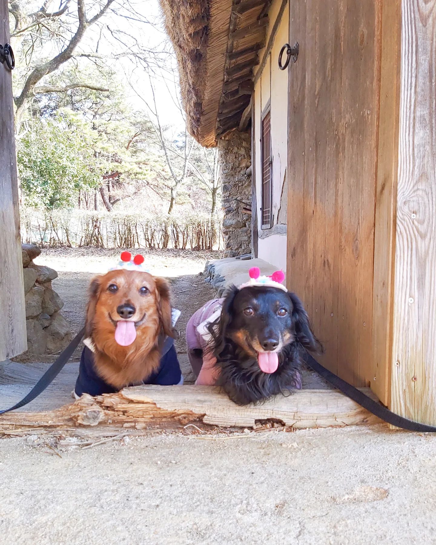 요즘 부지런한 엄마빠ㅋ
오늘은 민속촌이다!!
.
.
🐕🐾🐕🐾 #생맥이#흑맥이#맥주들#반려견#장모닥스훈트#닥스훈트#멍스타그램#독스타그램#펫스타그램#애견스타그램#강아지스타그램#인스타독#dog#dogstagram#petstagram#닥스타그램#닥스는사랑입니다#데일리#일상#영대#경산#대구#좋아요#소통#맞팔#인친#좋아요반사#좋반#좋반테러