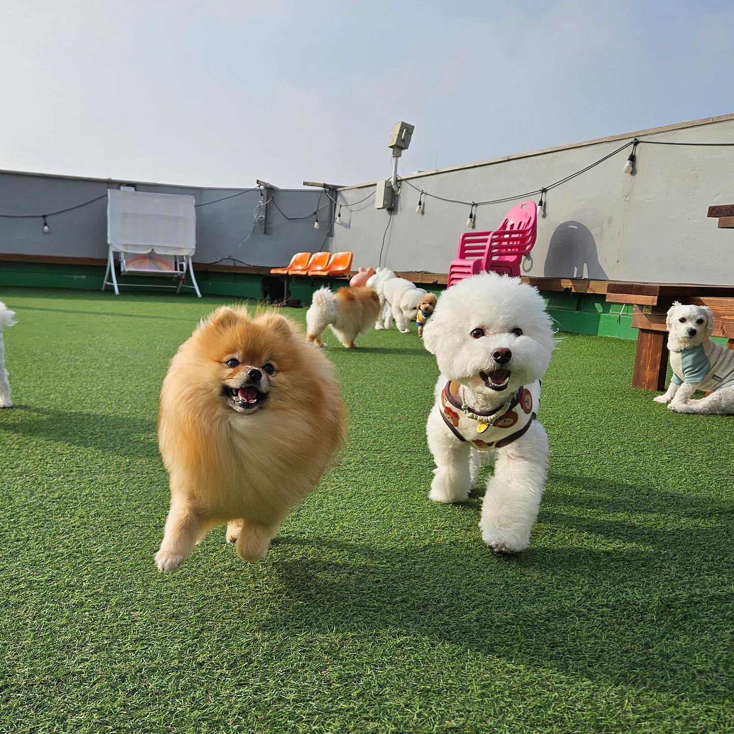 #배찌의멍라이프🐶
이배찌 유치언 114일차 🫶🏻
자칭 멍라 곤듀 이배찌가 도라와따 .
오랜만에 만난 칭구들은 반갑꼬 떤댄님들은 더 반갑따 💛