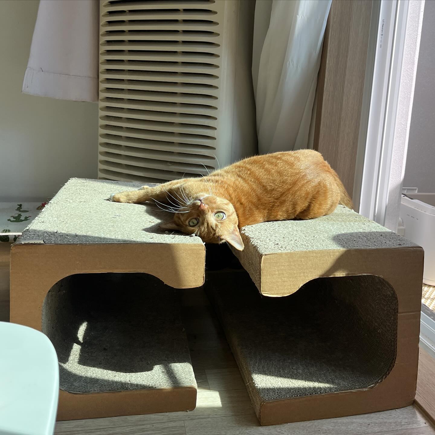 뽀잉❓🐱🐱