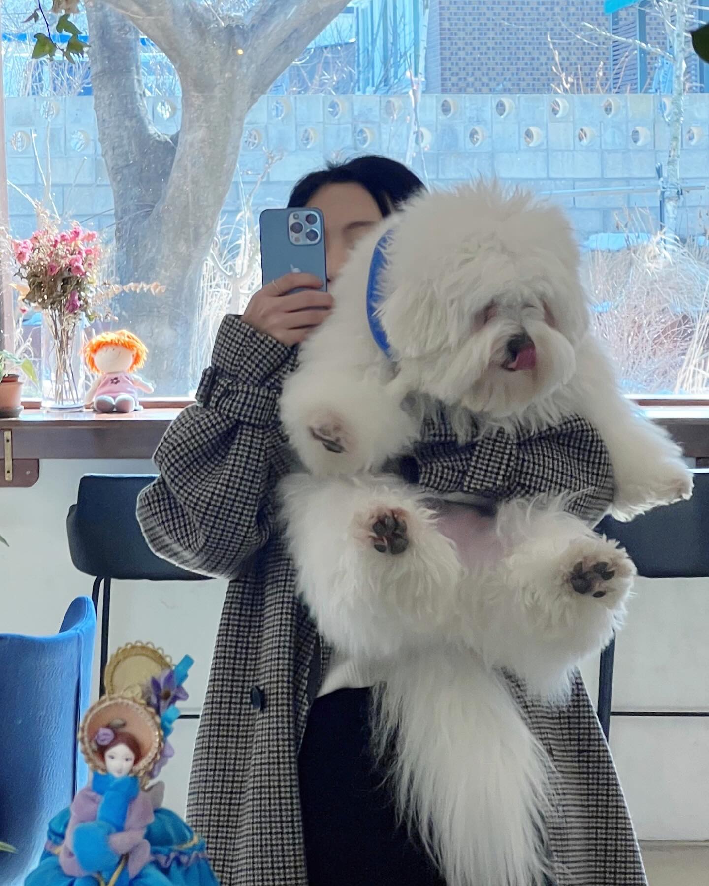 털다욧하고 올께요✂️🧸🤭

250그램 감량효과 기대😆

엄마랑 떨어져 장시간 미용 받느라 힘든 시간일 루이🥹

매번 그렇듯 친절한 원장님 baramnan_dog 

오늘도 잘 부탁드립니다🫶

#사진은열흘전쯤 📷 이쁜 #라라의정원 에서
lala__garden

#꼬똥 #꼬똥드툴레아 #꼬똥루이 #속초꼬똥  #귀여운강아지
#강아지 #이쁜강아지 #펫스타그램 #20년생 #심쿵 #coton #louis #cotondetulear #puppy #petstagram #touching #lovely