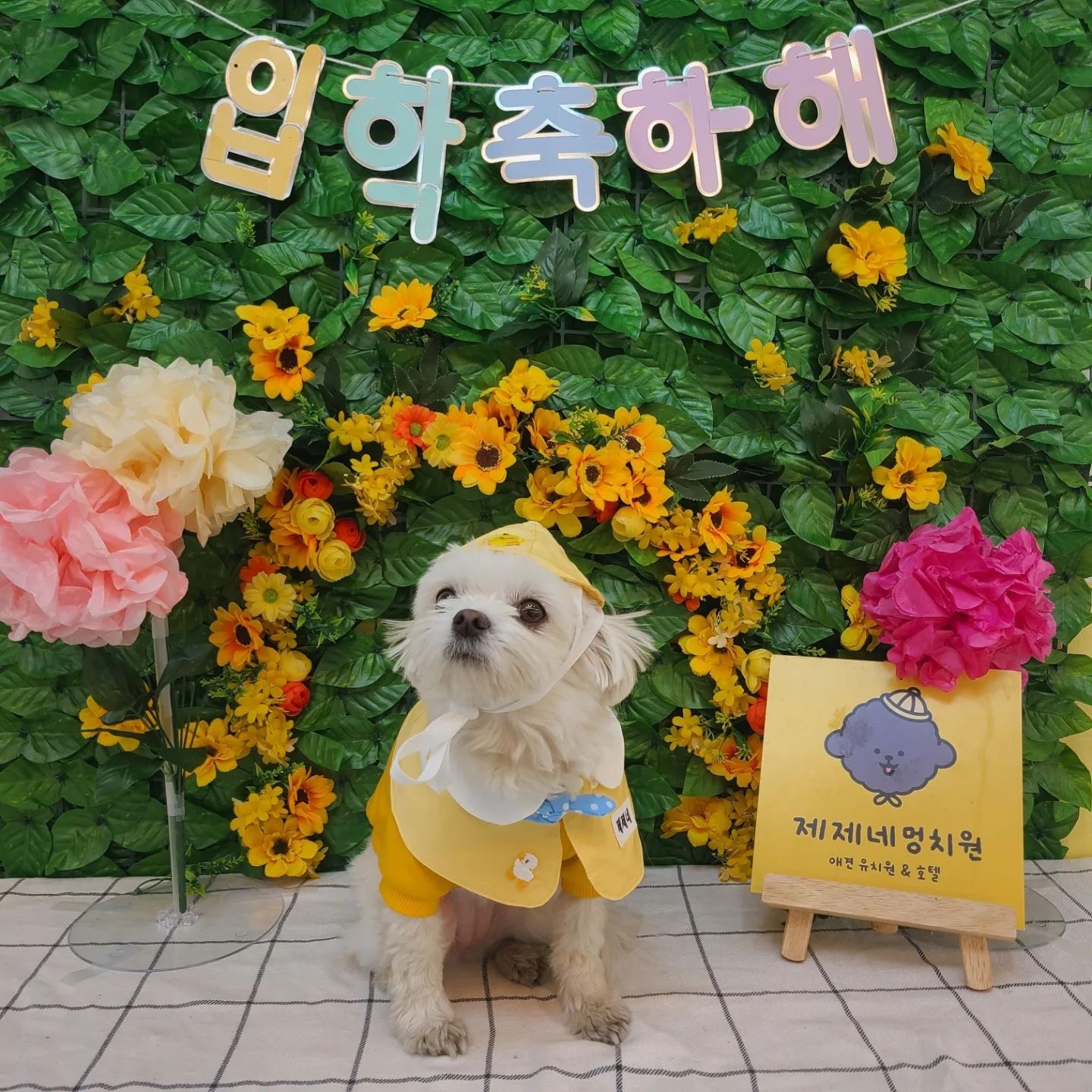 멍치원입학식!🐣
매년 졸업은 없구 입학은 있는 제제네멍치원 입학식해땨!😆 유치원복이 끌려서 입고갔는데 노랑노랑한게 입학식에 딱이야 증맬루💛

지각해서 떤땡님과 친구들을 기다리게 만들어찌만..!😂 입학식도 잘 마치고 옥땽 뛰뛰도하고 실내에서도 놀고😛😛😛

쉬려는뎨 떤땡님이 다가오셔서 댕굴 누워떠니 예뻐해주셔땨🫶 그래서 나듀 초롱눈빛발싸✨️
오늘듀 즐거운하루 보내구와땨🎶

#멍치원복 #개귀여워 #개🐶귀여워 #노랑노랑
#제제네멍치원 #강아지유치원 #강아지유치원입학식 #멍치원입학식 #강아지입학사진 #피개행개 #멍팔 #댕팔 #맞팔은댓글로남겨주세요😊
