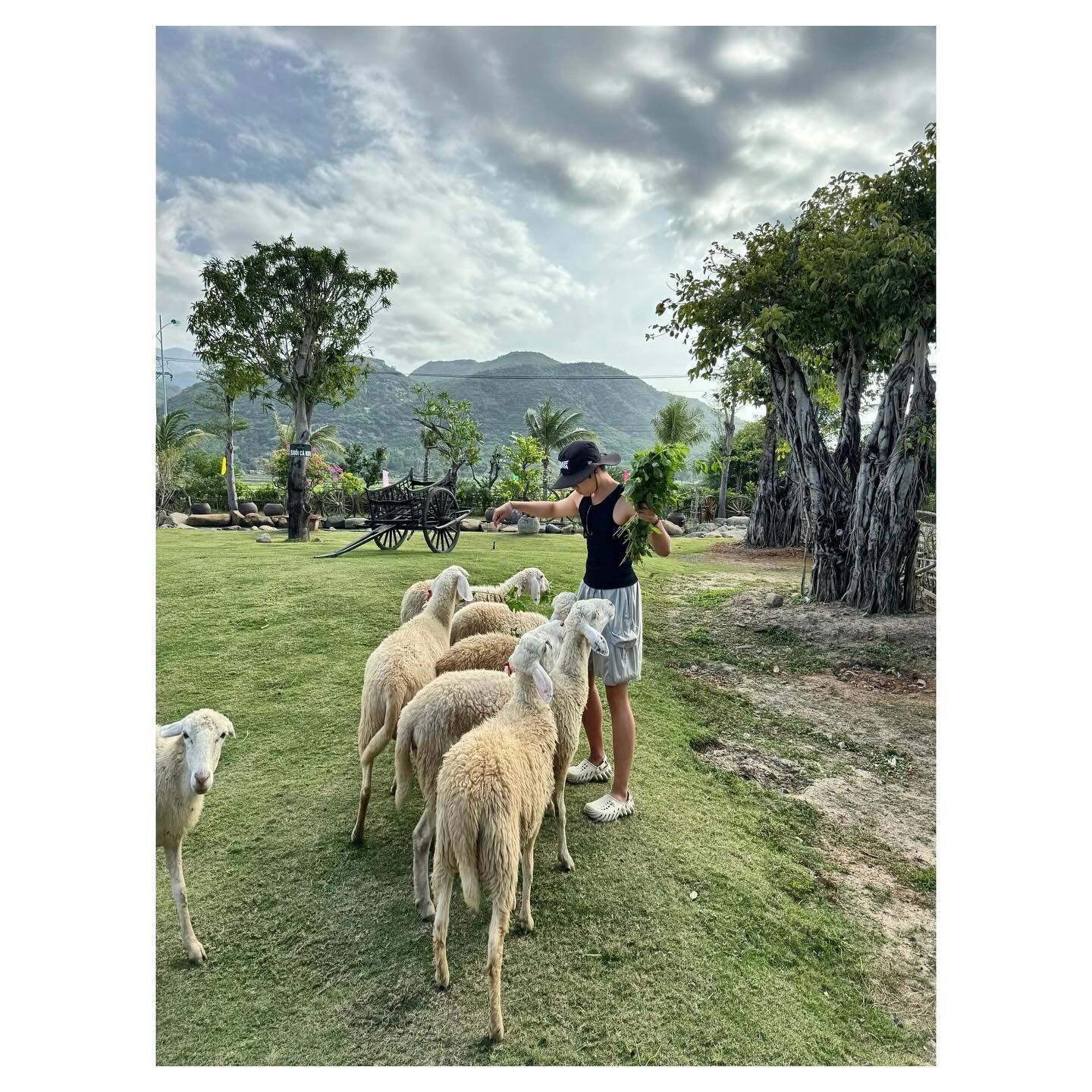 ⠀
사막투어 다음은 양떼목장🐑
양이야 뭐 한국도 많치만😅
온김에~~ 혹 우는소리가 다릉가??😜
얘네 유독 미카엘을 조아라하네😂
순간 내눈앞에 광경이 실화임?😳
ㅋㅋㅋㅋ현지 목동인줄🤣
그 다음코스가 커피맛집🙄
난 소금커피 시켜서 맛나개 마셨는데…
투덜씨는 베트남커피 시켰는데…
이건 뭐😧한방울💧한방울💧
수액보다 더 느리게 내려와서 못마시고 올뻔😵
그렇게 돌아와 로비에서 사뒀던과일을 먹다가
나머진 눈물을 머금고 버리고😢
마지막밤 야경과 작별인사🥺
.
.
#여행에미치다 #여행사랑꾼 #여행스냅 #베트남여행🇻🇳 #나트랑여행 #판랑사막투어 #판랑양떼목장 #현지목동인줄 #판랑맛집 #소금커피#깜란야경 #알마리조트 #리조트야경 #이쁘다그램 #일상기록📷 #소통