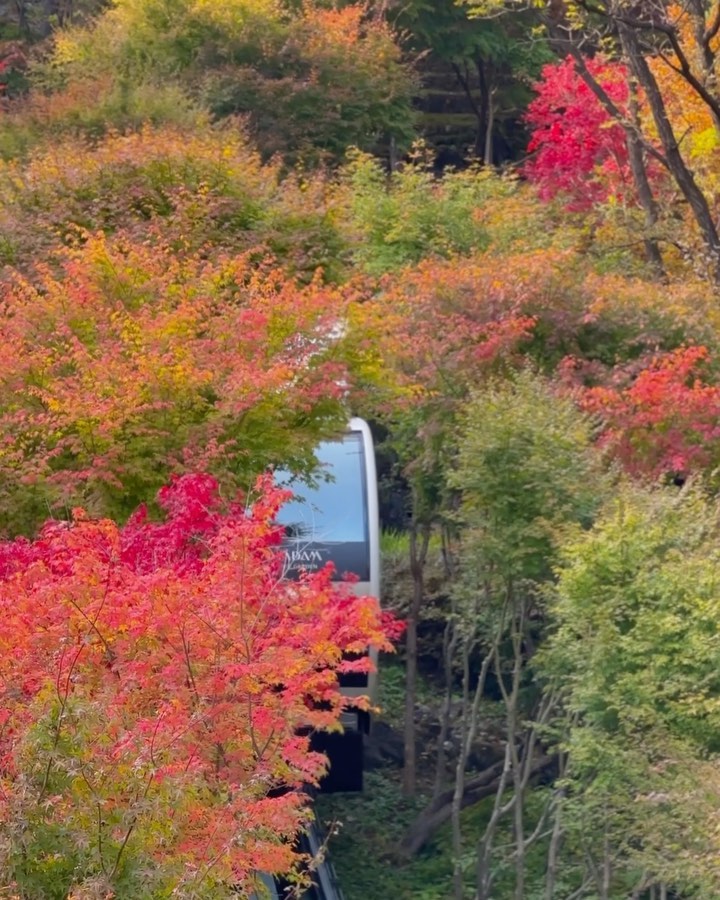 ⠀
단풍 절정은 아니었지만 숲 그자체로 아름다웠던 10월의 #화담숲 
내년에도 가려면 슈퍼컴퓨터 사서 광클 준비합시다🫠🍁
