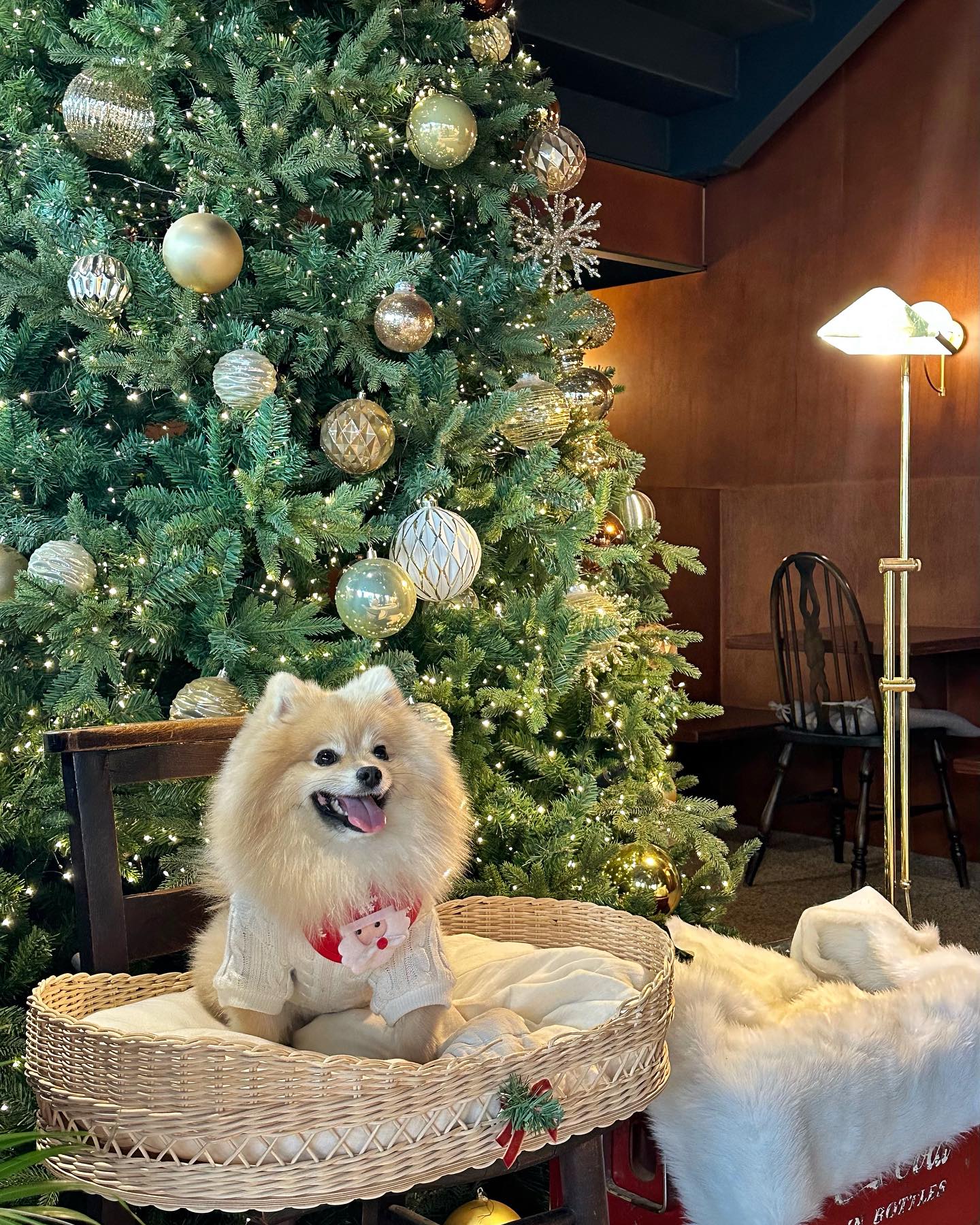 코코 넘나 귀엽잖아 🐶💛