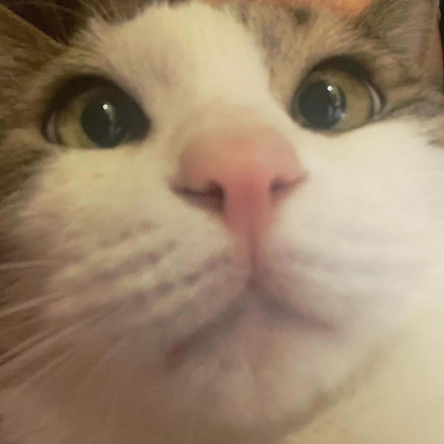 콘텐츠