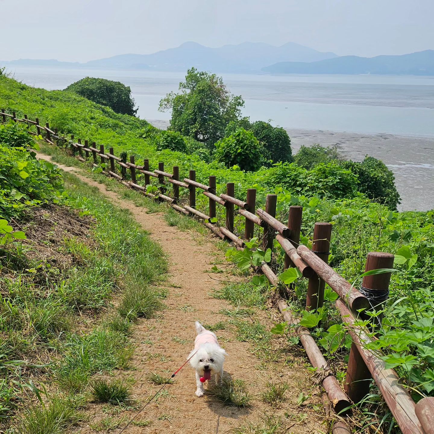 #주말일상 
.
숑숑이랑 일요일 산책 다녀옴요~~ 산책하기 딱 좋은길
근데 진짜 더웠어용;; 헥헥

숑숑이 10분만에 뻗어서 바닥에 납작 엎드리고 
결국 안아서 내려옴ㅋㅋ

그늘만 찾더니 정자보고ㅋㅋ 거기 올라가려고ㅋ
사람들도 많은데 미련을 못버림

어르신들이 쉬다가라고ㅋㅋ 말씀하시니까 또 뒤돌아보곸

둘레길 산책하고 항에가서 낚시하는것도 구경하고
바람쐬러 나가기 딱좋아 ㅡ♡
.
#멍스타그램 #petstagram #비숑스타그램 #멍팔맞팔 
#예단포 #삼목항 #영종도나들이 #애견동반당일치기 #멍친구환영