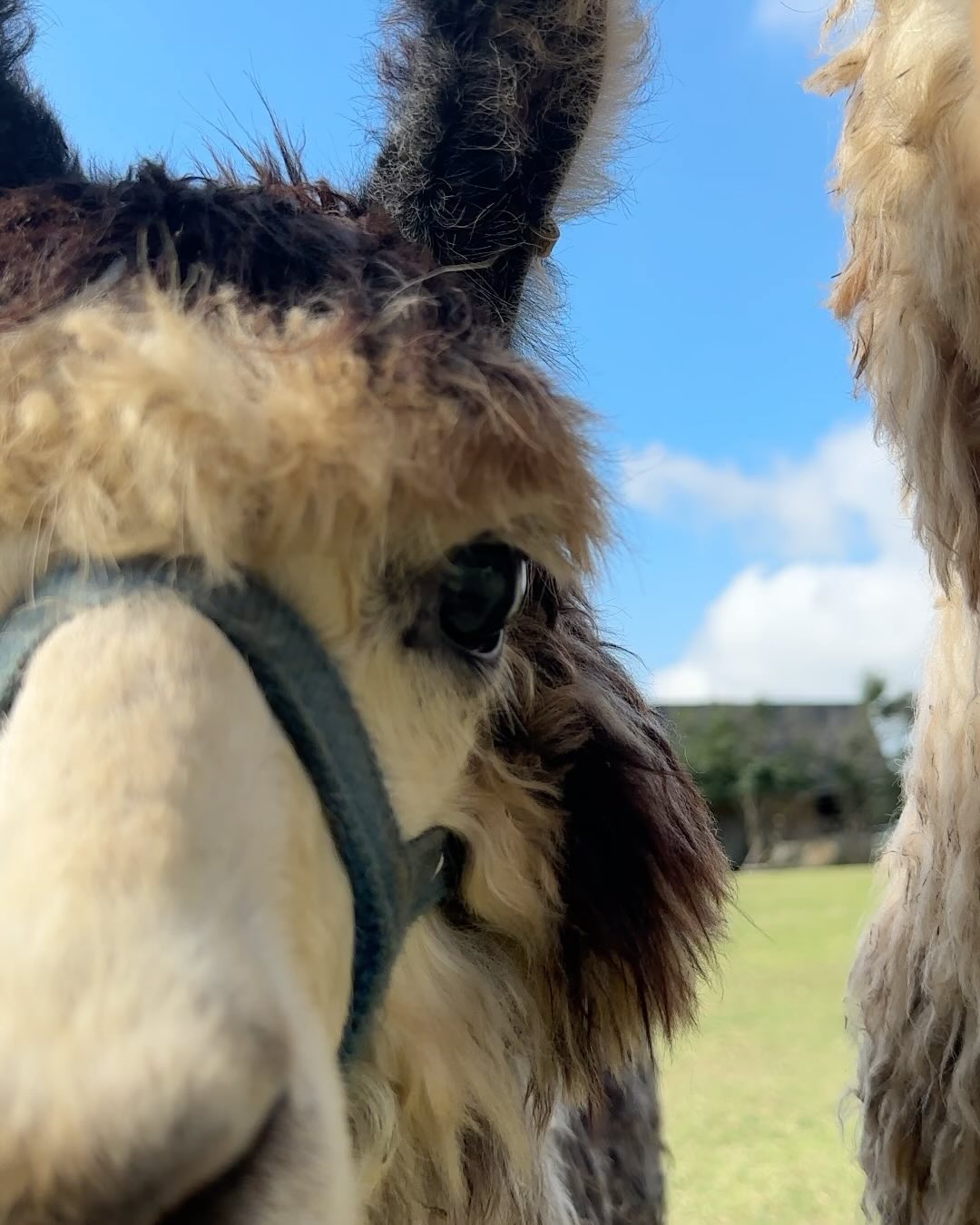 🦙☁️🍃