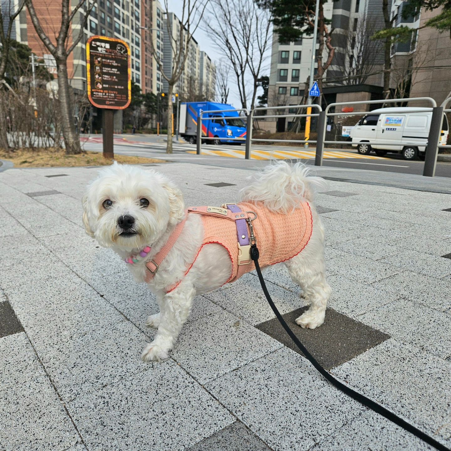 우리동네 꽃폈다맹?!
꽃구경하러 나와찌
담주엔  벚꽃도 피겠지~🌸 

#봄산책🌱