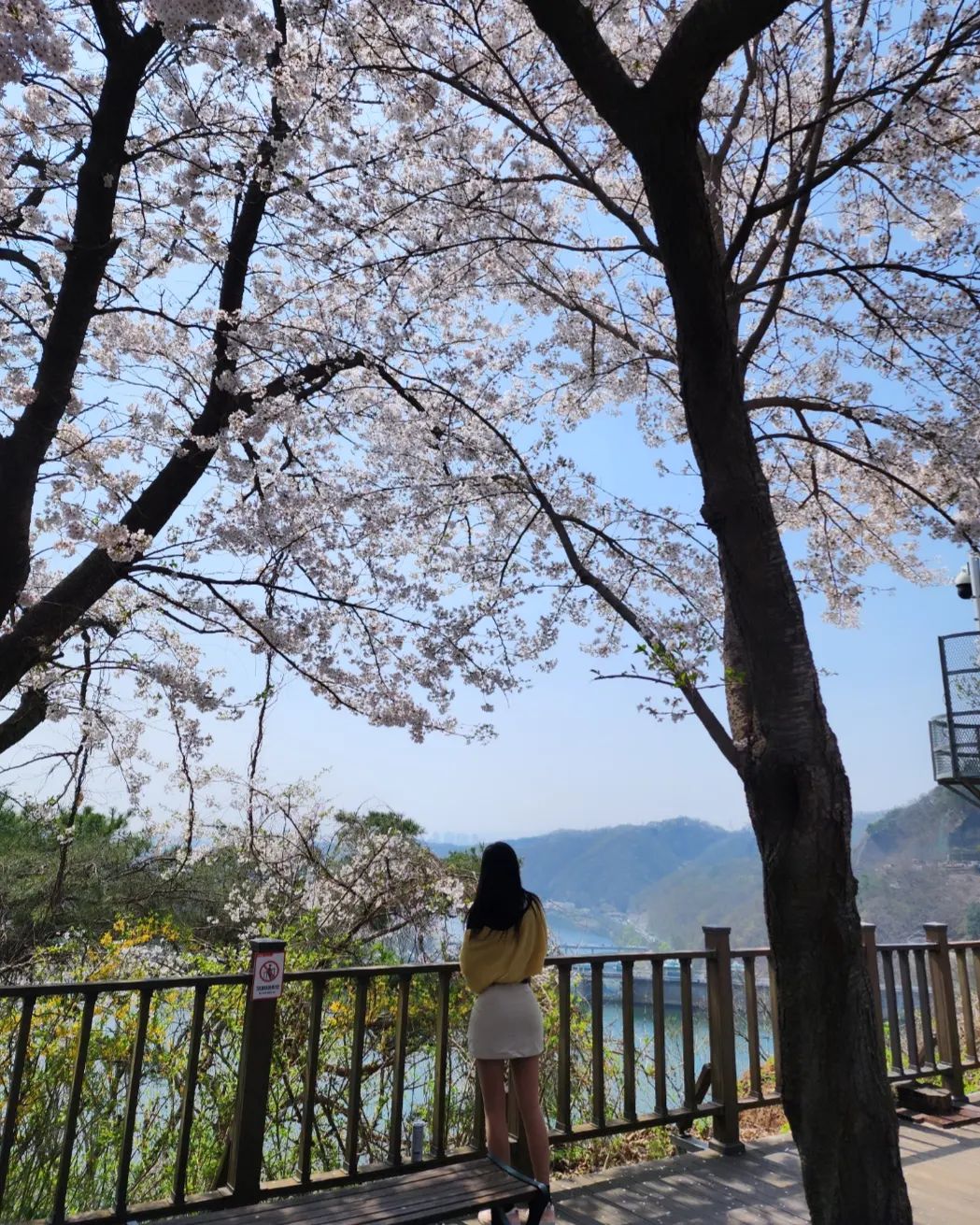 #벚꽃 
구경 많이 하셨나요 
🌸🌸
🌸

#일상 #ootd #나들이 #봄 #맞팔