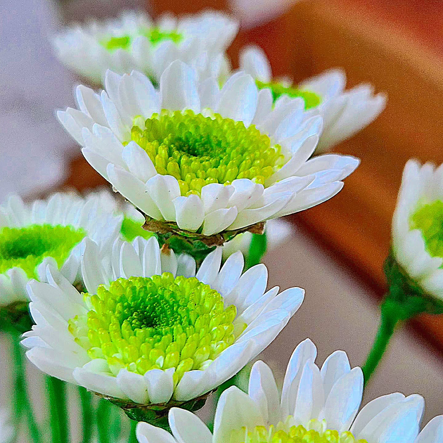 국화꽃다발 을 받앗다.
기분좋은 하루야 😍
행복해 ~~~~ ❤️ ❤️
.
.
#flower #꽃 #국화 #꽃다발 #힐링 #일상