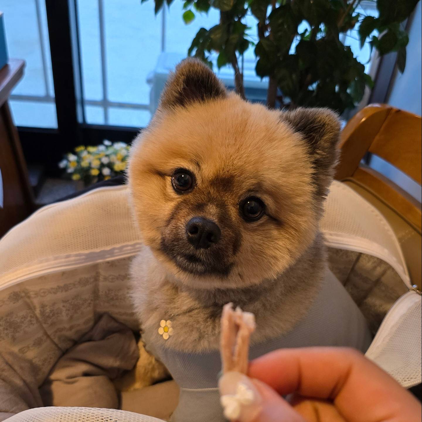 나도 주라개 🐶
맛있는 거 엄마만 먹을텐가 🤨

주말에 날도 좋아서 드라이브 겸 나갔다가 들린
북한강 보이는 애견동반식당 백숙집 🐣

나 그윽한 눈빛으로 쳐다봤더니
오리 가슴살 얻어 먹어서 씬나 🤭

다들 주말 잘 보내찌⁉️
주말 순삭이어도 이번주 한글날이 있어 햄볶하다 🫶🏻