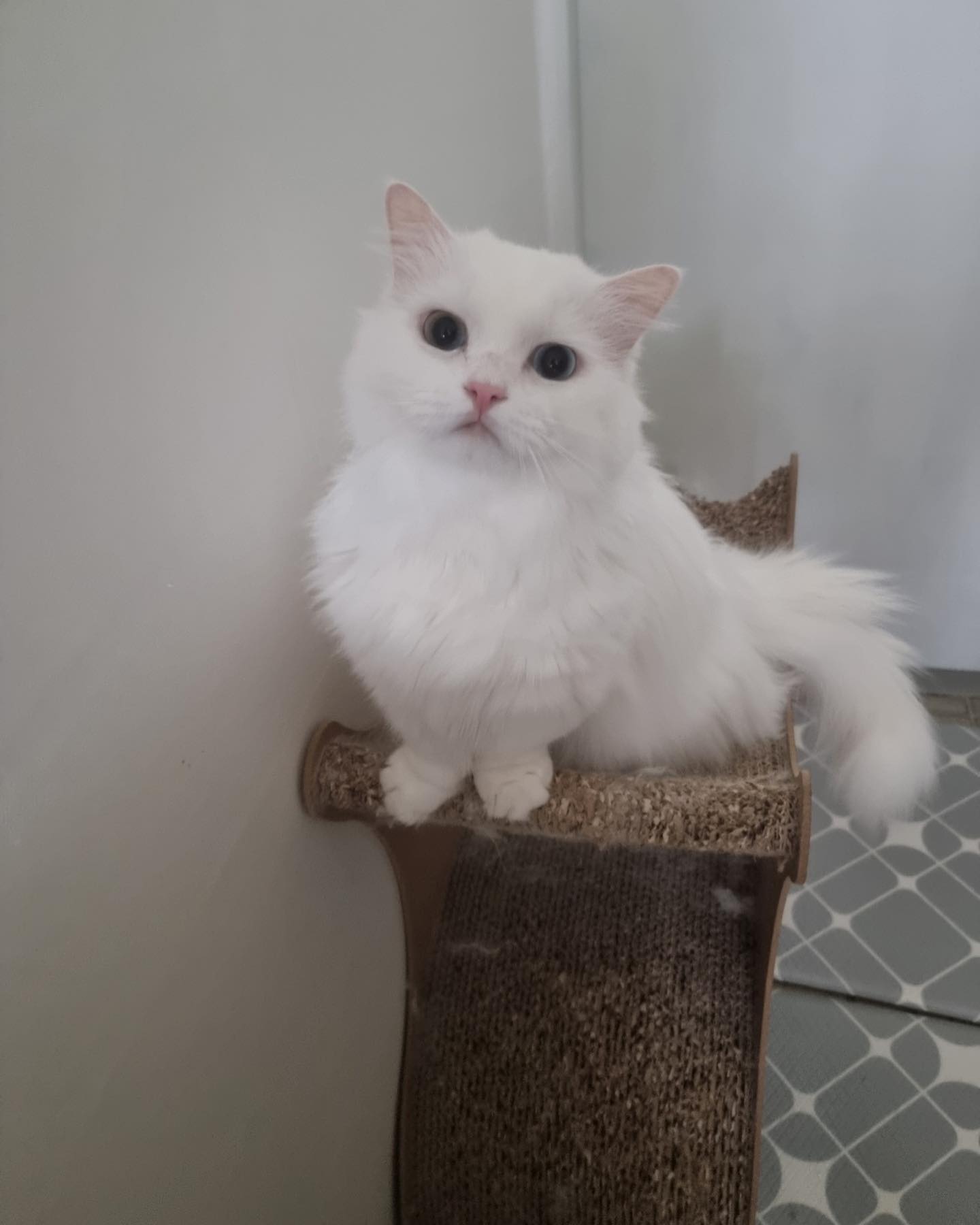냥이들 가족을 찾아요!
지인 부탁으로 올립니다 🐱
.
1) 루비 (2세, 남아, 먼치킨) 활발하며 애교가 많음
2) 까미 (4세, 남아, 아메숏) 점잖음
3) 다인 (4세, 여아, 폴드) 얌전하고 똑똑함
4) 설희 (3세, 여아) 오드아이, 수다쟁이
5) 단비 (2세, 남아) 얌전함
6) 초코 (3세, 남아, 먼치킨) 조용한 편
.
.
.
#고양이입양 #가족을찾아요