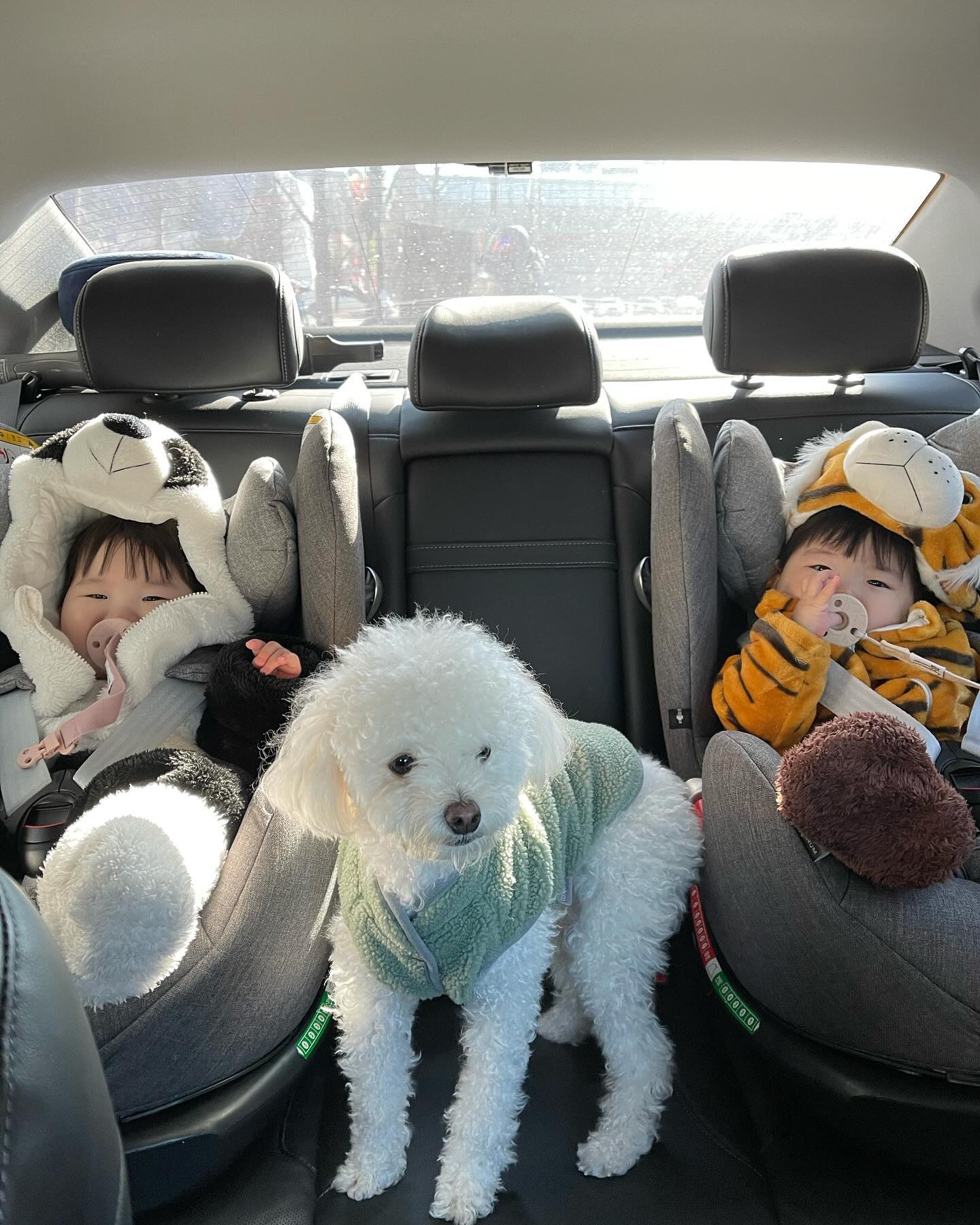 팬더 강아지 호랑이ㅋㅋ
우리집 삼총사 👶👶🐶

#아기랑강아지 #쌍둥이육아 #쌍둥이 #딸둥이 #크림푸들 #9개월아기 #생후280일 #babyanddog #twinsbaby #twinstagram