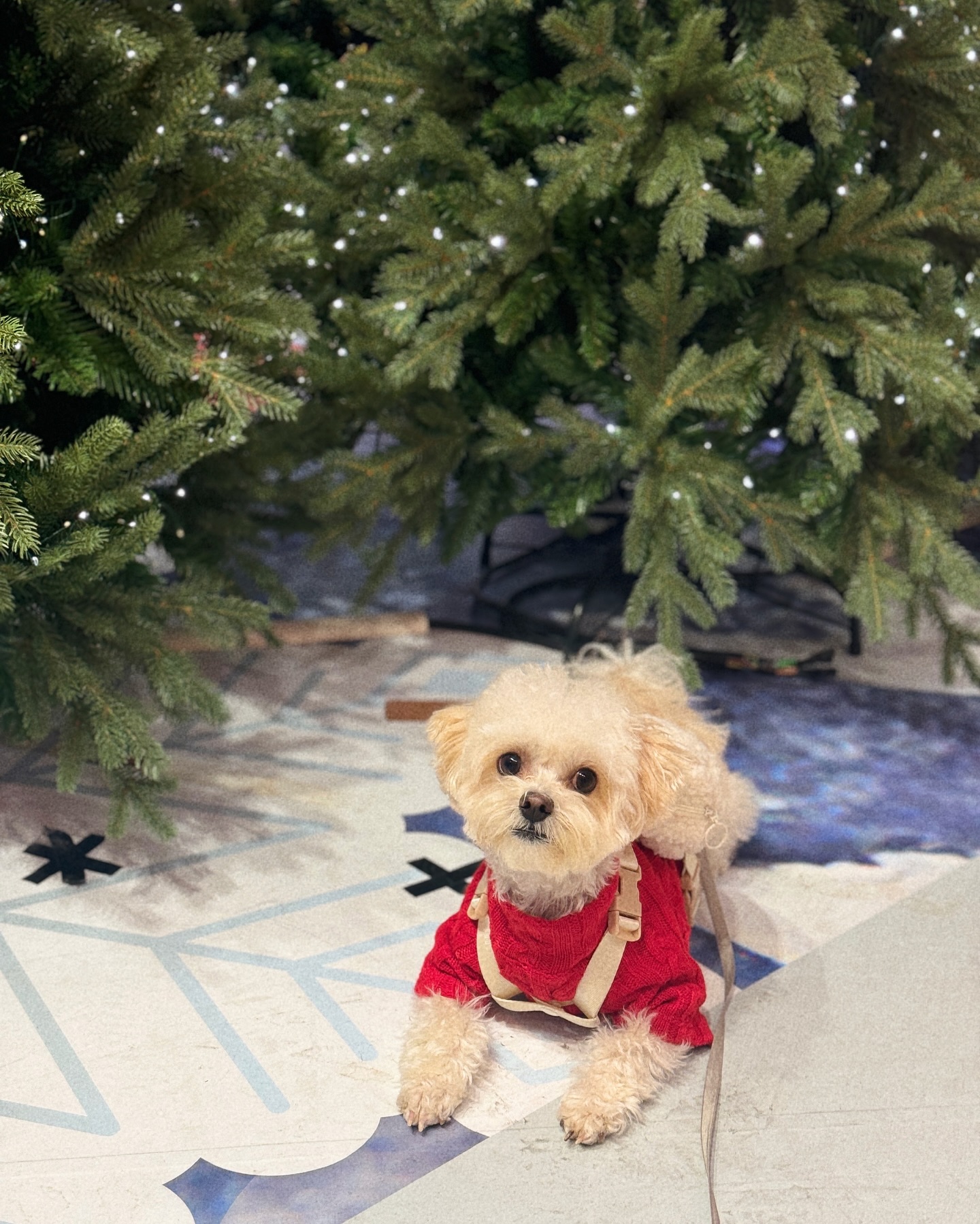 쇼핑하러 왔다가 마침 빨간니트도 입었고
트리 앞에서🎄🎁
완튜트리 찰칵📸

사진 이쁘게 찍고싶었는데 포토존에 꼬마들 개만흠
자리싸움 치열해서 쫄보들은 구석탱