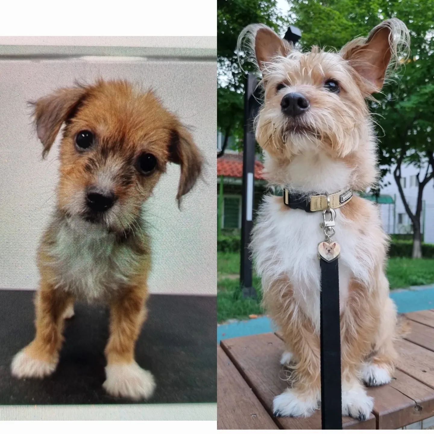 2개월>> 3살🐻❤️
이쁘게 건강하게 잘 자라줘서 고마워 몽아🐾
앞으로도 건강하자 애깅
