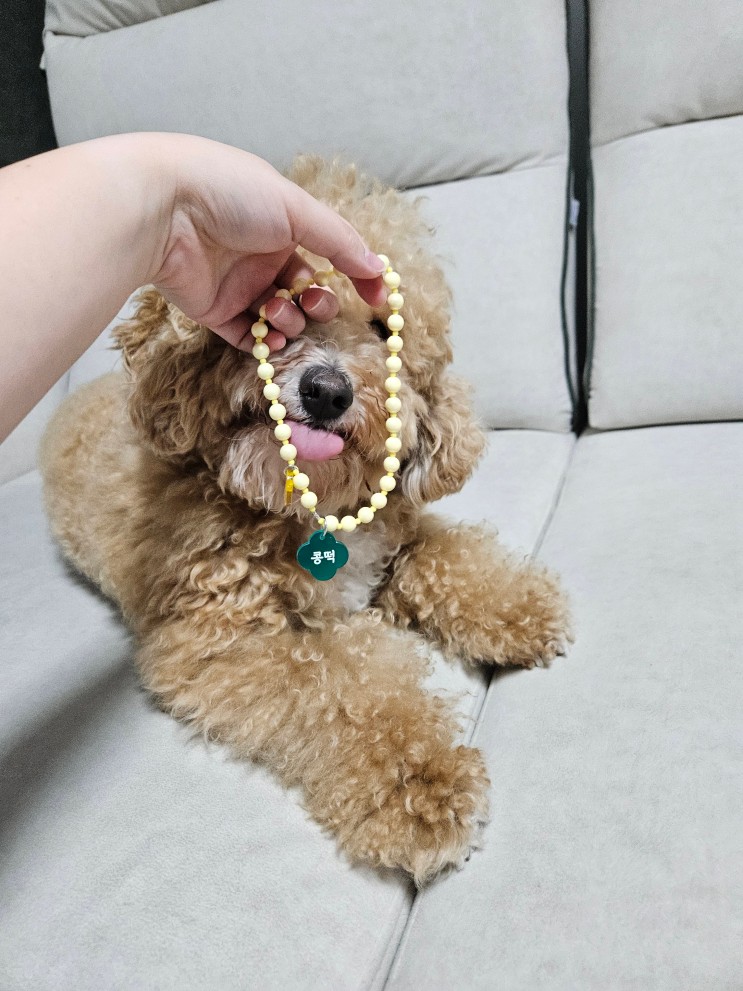 데일리피스dp 강아지이름표 진주목걸이 짱예뻐요!
