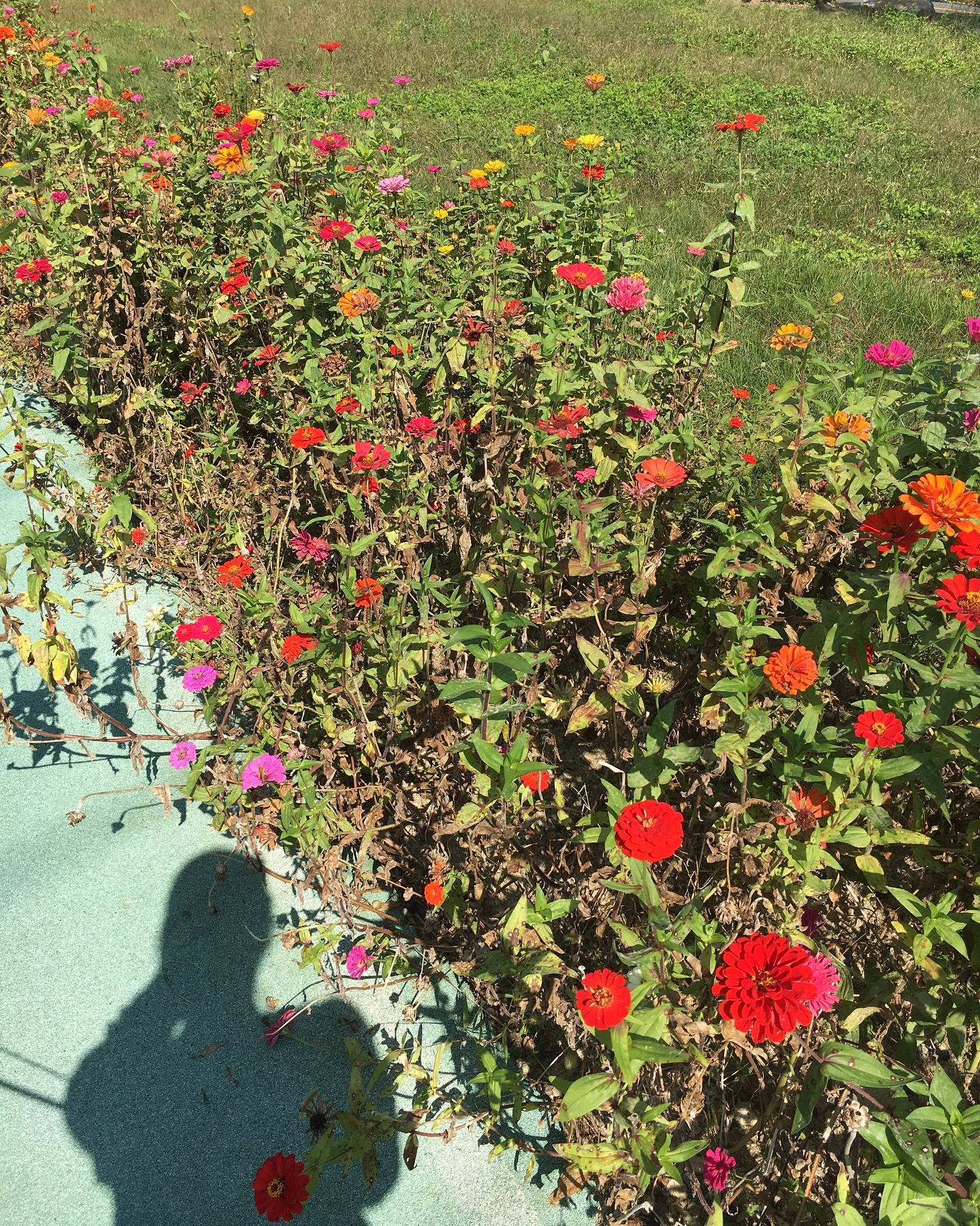 행복은 가까이 🍃💚