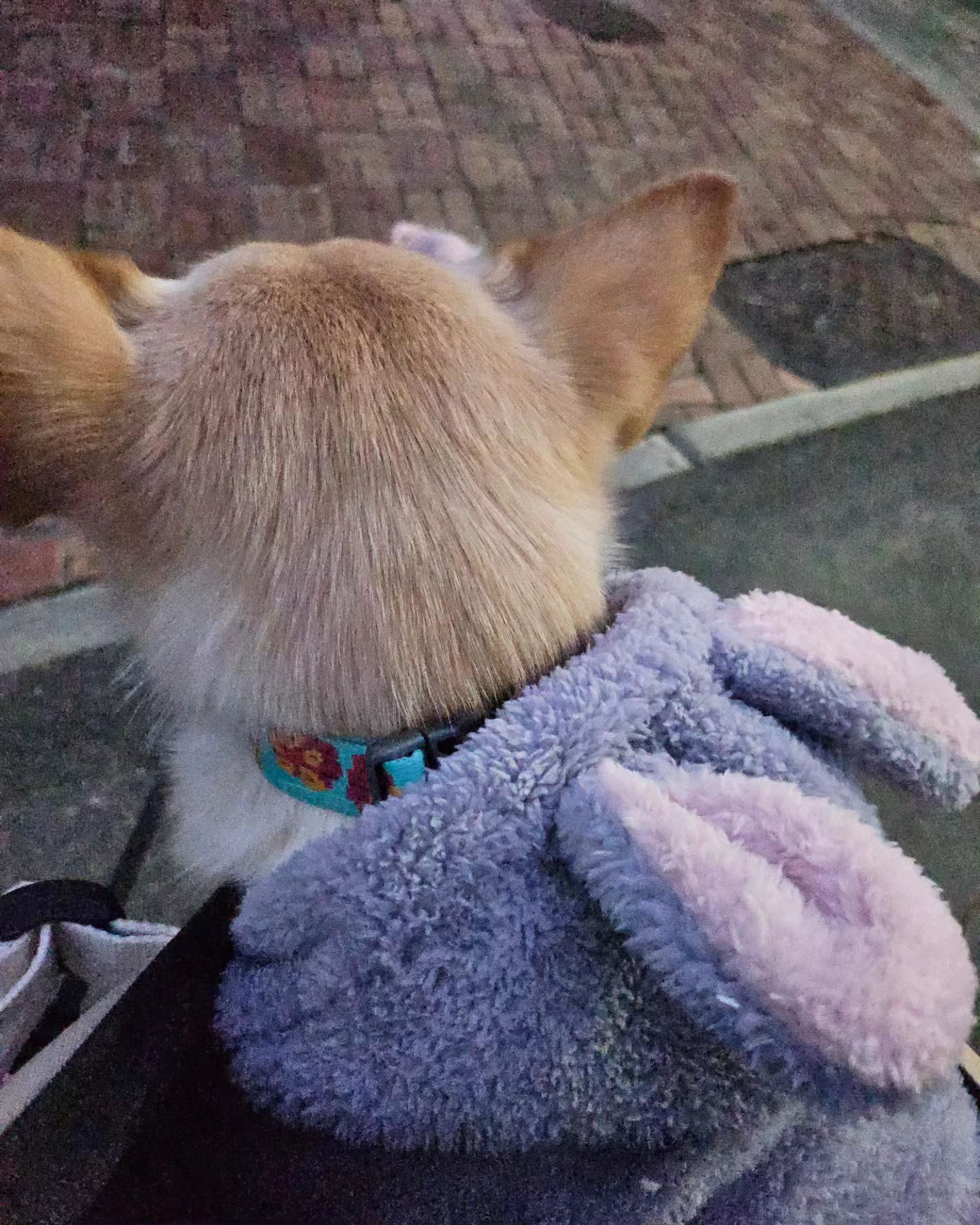 🩷주의🩷

🐇출몰지역
 
오늘도 내 척추는 조금 더 휨ㅋㅋㅋ

#대구 #개린이산책🐾 #강아지산책🐶
