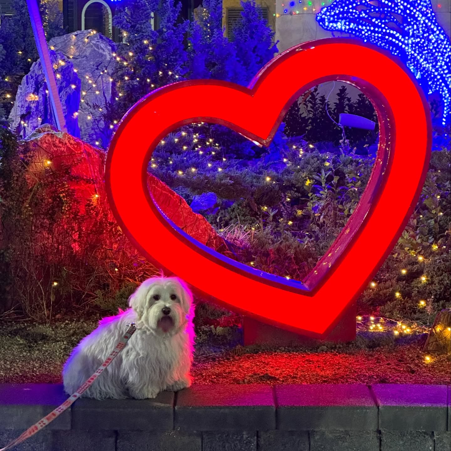세상에서 제일 사랑스러운 이앙꼬🎀