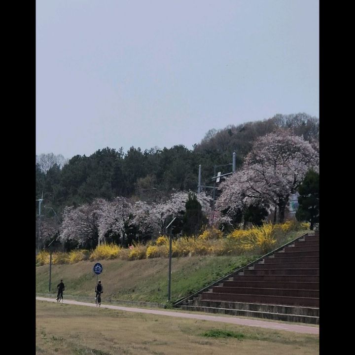 자전거 못 타던 제가 애들하고 같이 타려구 40년만에 자전거 배우고 있어요🤣🤣

지난주에 한번 배우고 오늘은 천변 자전거길에서 타는거 도전했는데 너무 어렵더라구요😭😭😭😭

가면서 예쁜 벚꽃을 보았지만 자전거타는게 익숙치 못해 올라가선 못 찍었어요.

3.31 기준 카이스트 벚꽃길이 제일 예쁘게 피었구요
유성홈플러스 앞쪽으로도 꽤 피었네요 :)

한밭수목원<=>유림공원 왕복했어요
유성구청앞 스벅들러서 음료도 마시구요

+언제쯤 자전거 잘 탈수 있을까요?
중심잡기도 어렵구 자꾸 넘어질것 같아서 무섭네요😭😭
역시 뭐든 어려서 배우는게 좋은것 같아요

#자전거타기 #대전자전거 #갑천벚꽃 #대전 #대전여행 #대전벚꽃