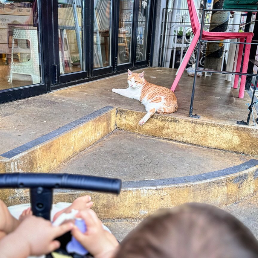 🐈고영희씨