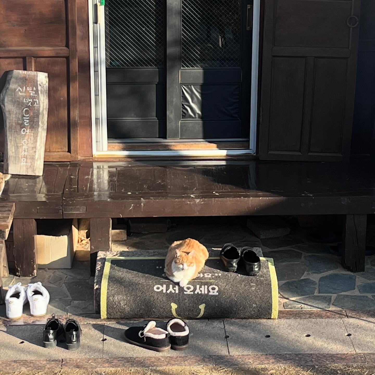 1월의 힐링데이🐈