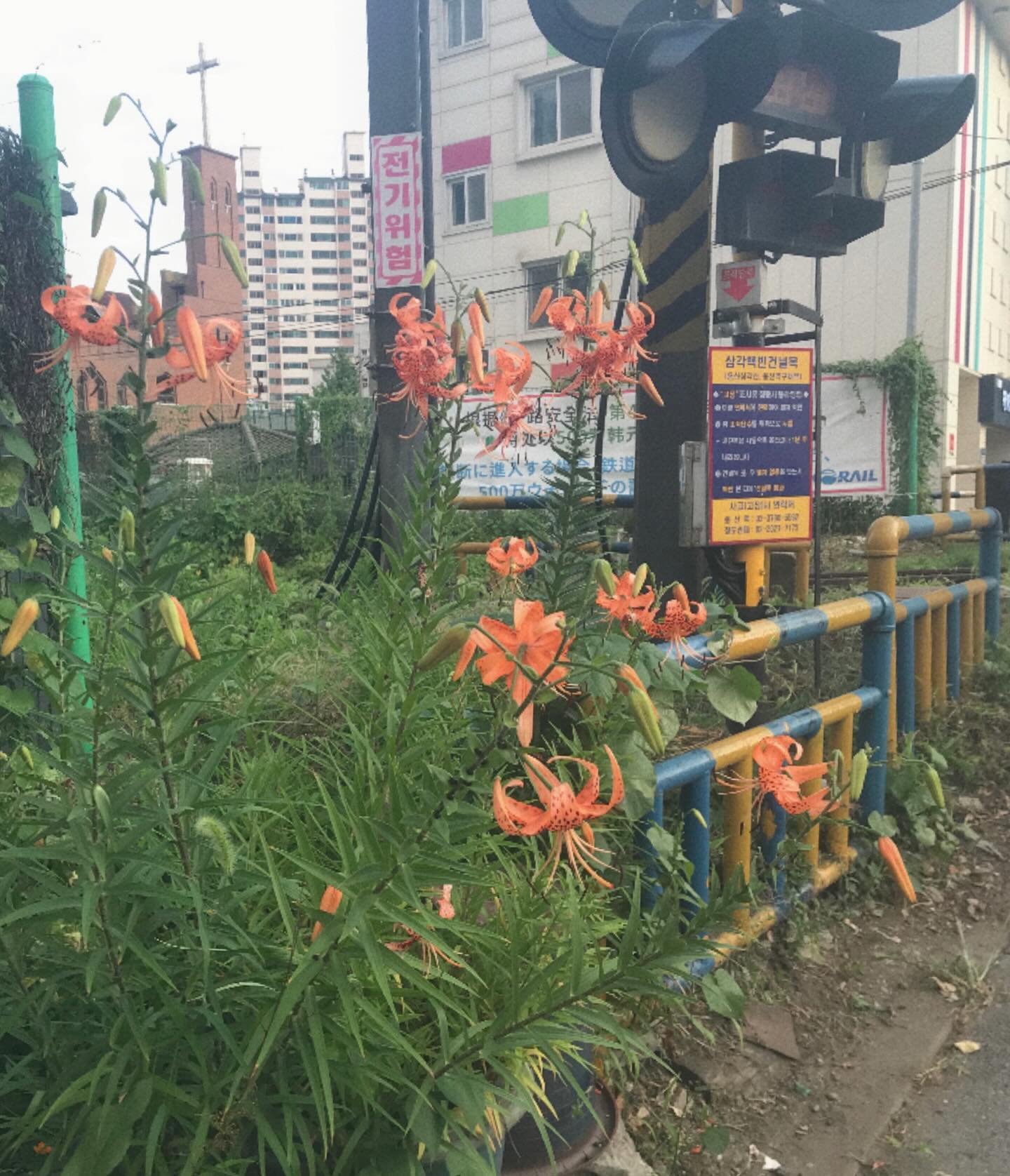 능소화의 계절