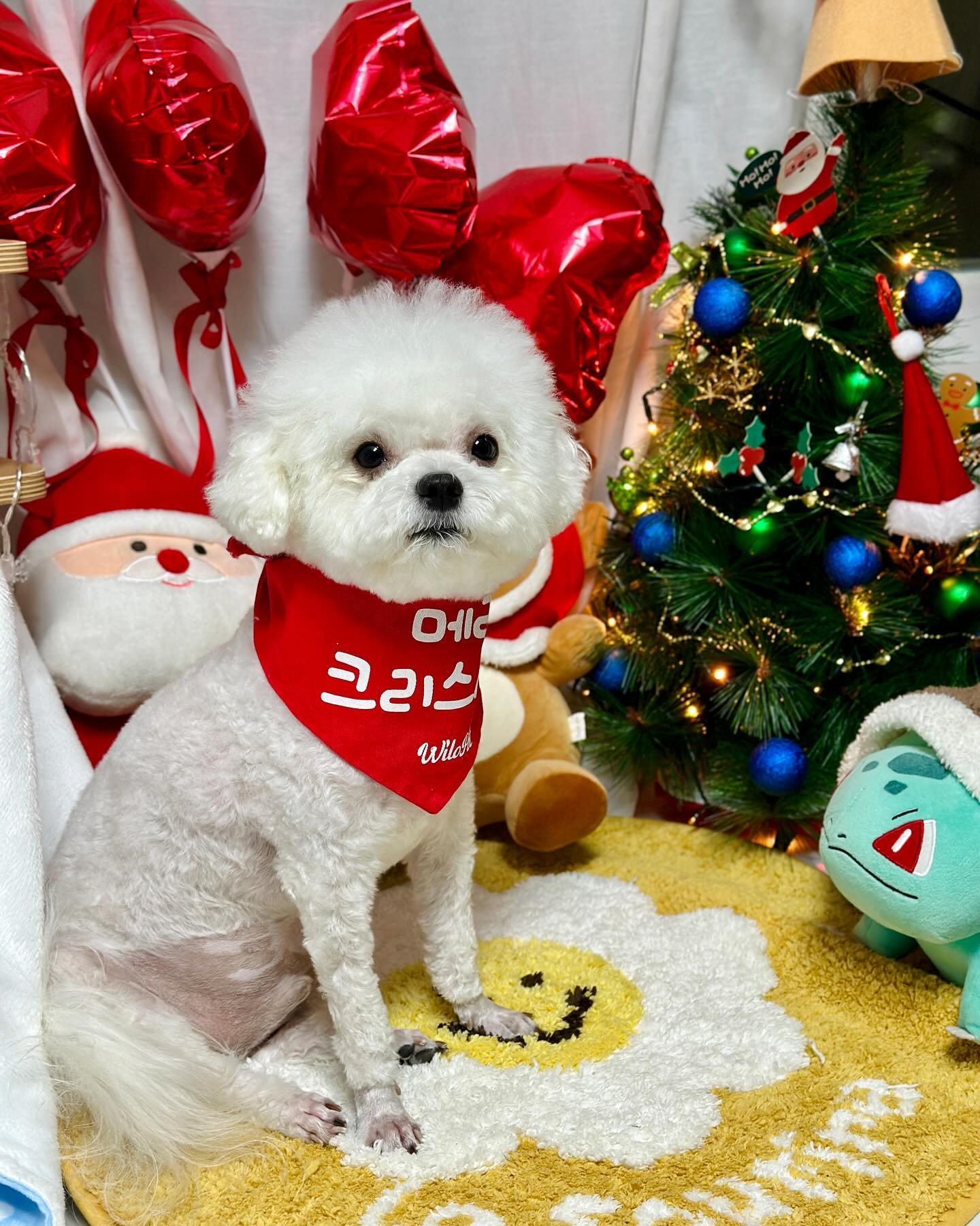 모두들 메리 크리스마스🎄
예수님 생일 축하해요🎂

근데 아나는 오늘 미용해서 똑땽해🥹
하나두 스트레스 마니 바다서 한바탕 토하구 난리였지만😭
근데 엄마는 동글동글 머리가 넘나 귀욥…❤️
엄마가 미용 못해서 미안해ㅠㅠㅠㅠ

아나도 하나도 동시에 동글동글🌀
그래서 동글동글 크리스마스로 마무리🎄

🏷️grooming shop brightdoggrooming