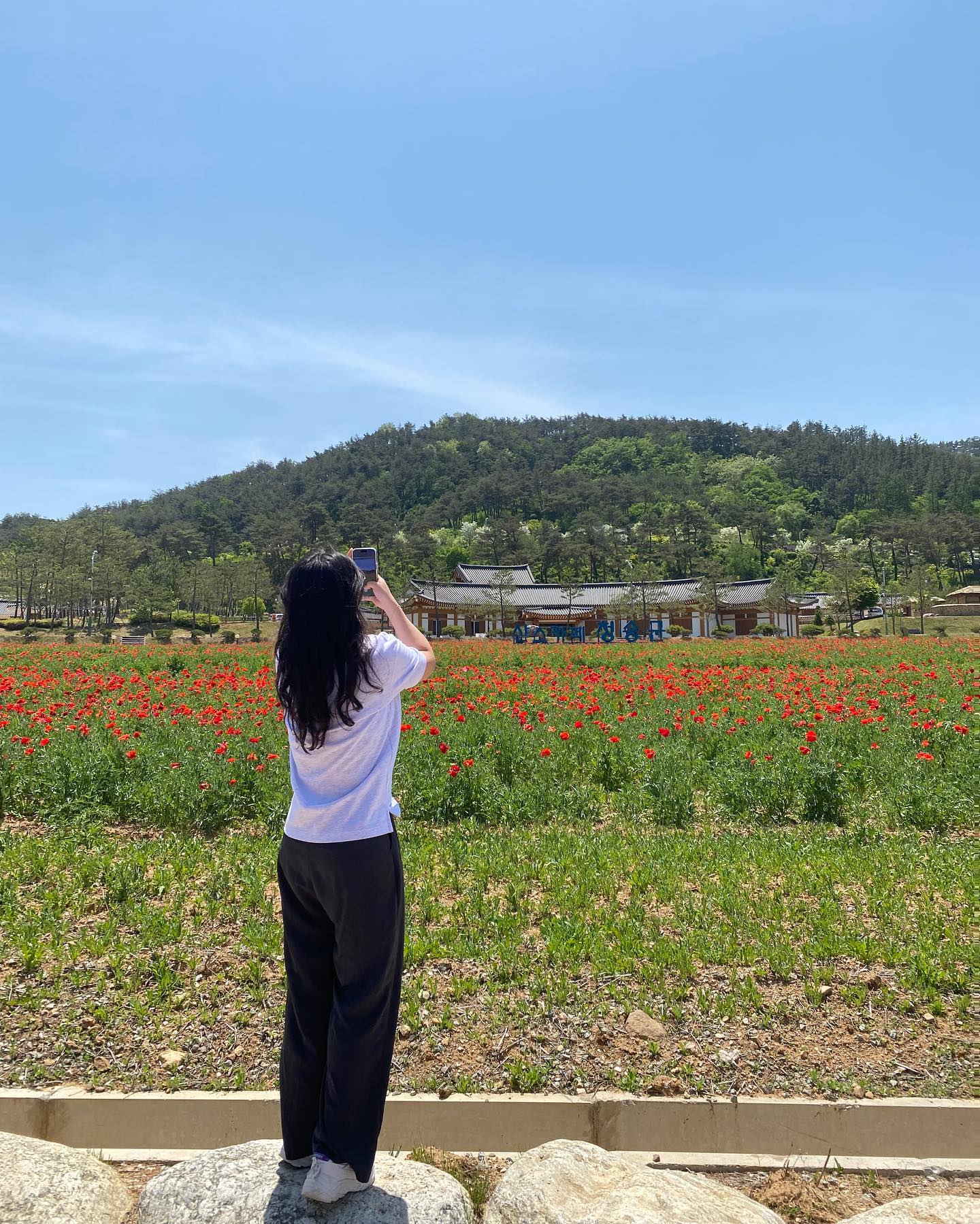 #시고르잡종 #양귀비꽃 #청송 꽃 #사진 #평일 #한가롭군 #사과쇼핑