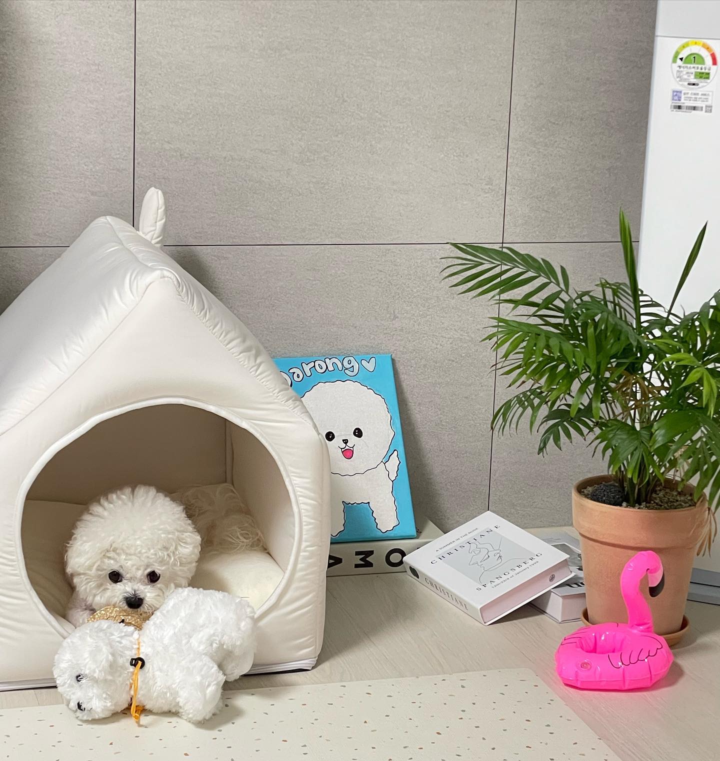 동생 대롱이랑 놀아주는
다섯짤 다롱이🤍🐶
.
.
.
#애견동반 #반려견용품 #애견용품 #비숑