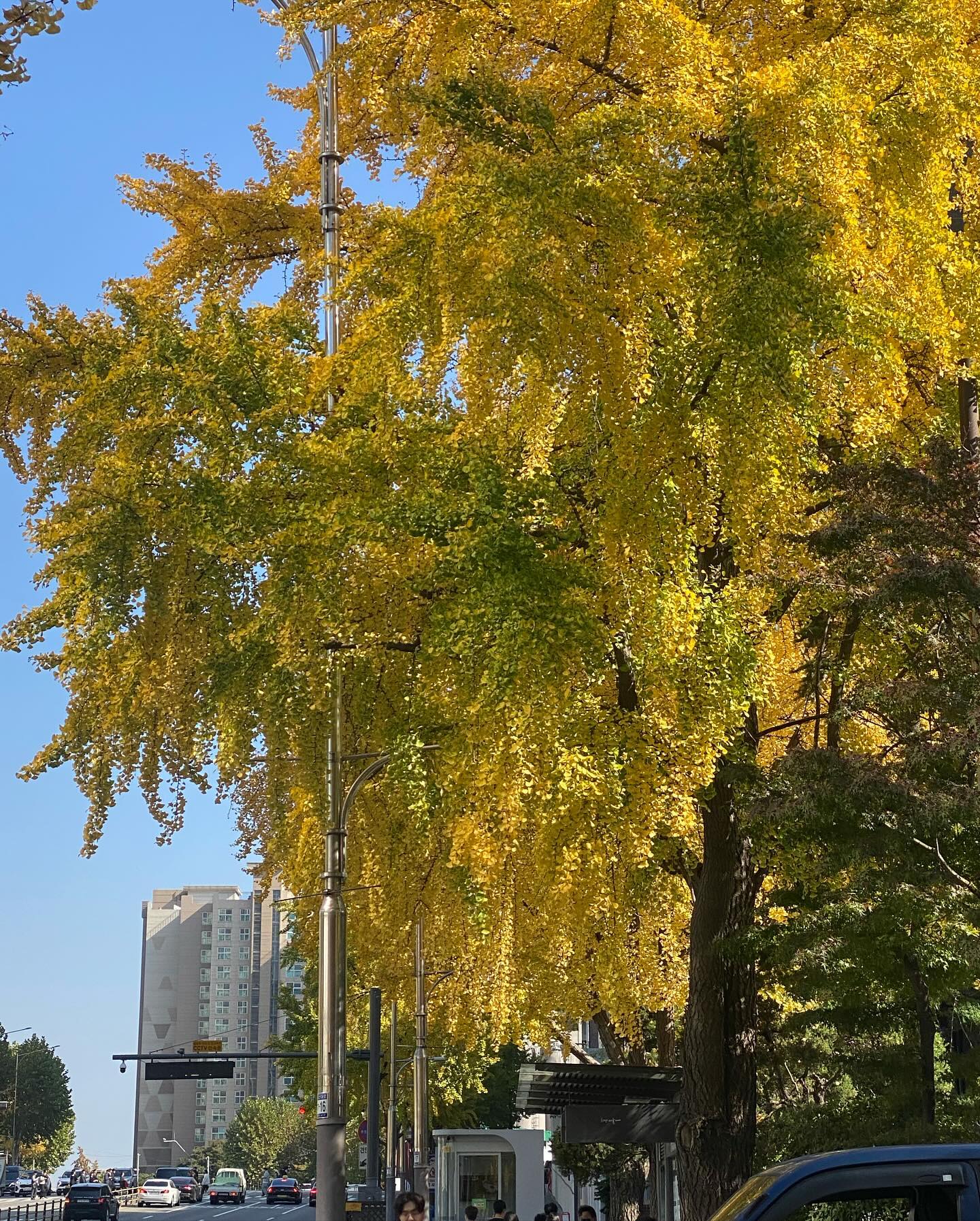 예쁘게 물든 은행나무🍁

죄송해요 너무 오랜만인 이유:
- 회사 이제 들어간 지 한 달 차라 정신 하나도 없음
- 논문 프로포절부터 설문조사, 통계까지 정신 하나도 없음
- 와중에 운동도 다니느라 정신 없음
- 그외 경조사 챙기느라(? 정신 없음

대학원 다니면서부터(지금 막학기) 감성적인 글보다 철학적인 고민과 질문이 더 많이 들게 되었는데, 여전히 지금까지 그렇더라구요? 근데 저는 이런 제가 더 좋아요! 감정의 늪에 너무 깊게 빠지지 않는 느낌이고, 문제를 좀 더 이성적이고 객관적으로 바라볼 수 있는 느낌이라서요. 아무튼 이러이러한 이유에서 요즘 글계정에 뜸했습니다. (현생이 바빴다는 긴 핑계~

모두 여름을 다 잘 버텨내고 가을을 지나고 계시는지🍂
