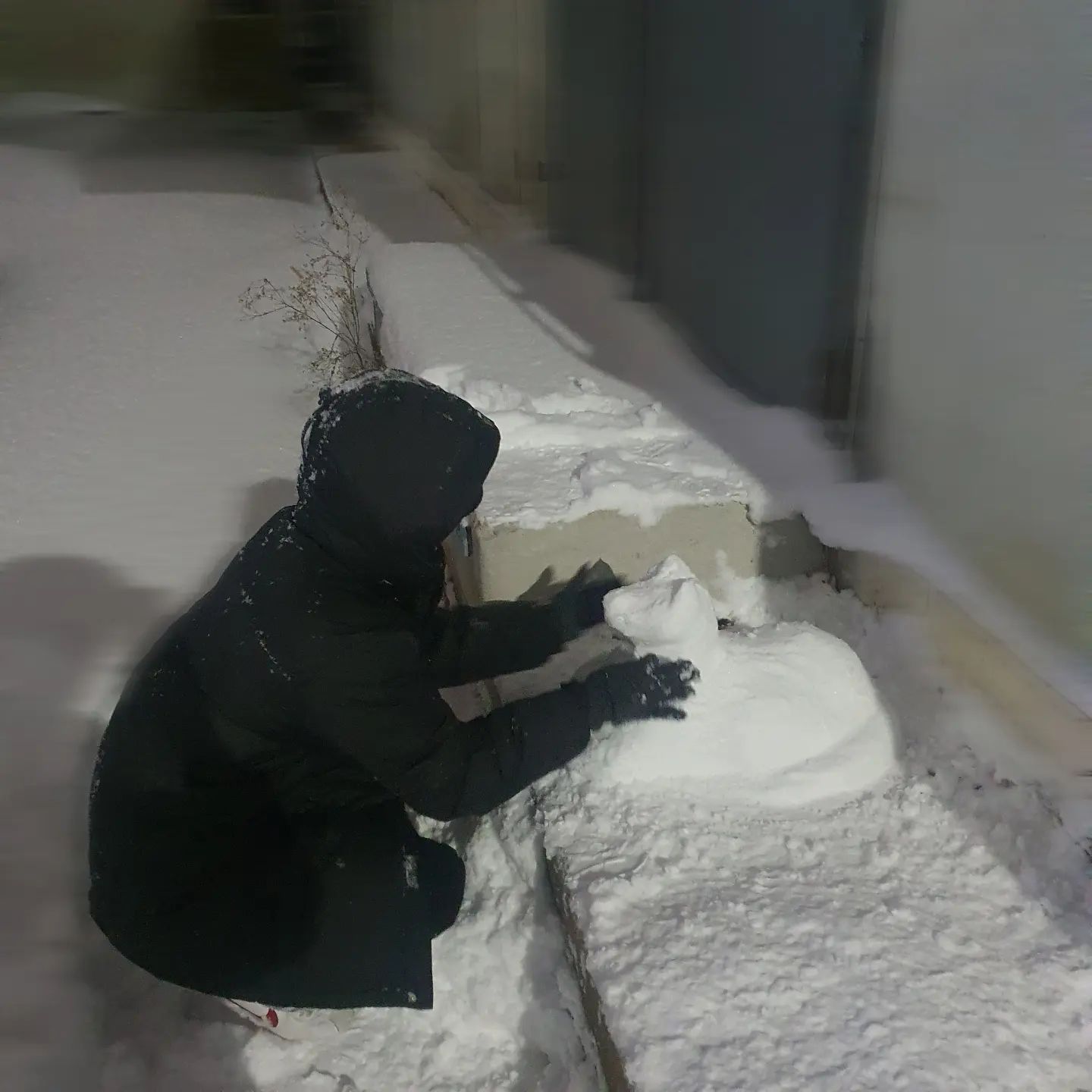 눈냥이