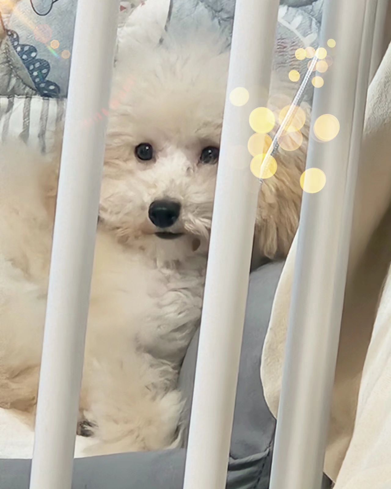 #내이름은두부
메리에게 사촌동생이 생겼어요🤗
메리와 같은 고향
푸들전문견사
맥코이힐 mccoy_poodle 에서
태어난 크림푸들 아가에요😊
메리맘 친동생이
1월22일 어제 새식구로 맞이한
두부 랍니다🥰 (조카가 지어준이름)
거의 4개월동안 쭉 견사에서 생활하다
낯선곳에 오니 첫날은 잔뜩 긴장한채로
쿠션에서 눈치만보고 얼음상태로
있더니 두부아빠가 새벽내 같이 거실에서
있어줘서 그런지 조금 마음을 열었나봐요
오늘은 제법
장난감으로 장난도 치고
여기저기 뛰어도 댕기고😂
메리 어릴 때 이후로
뽀시래기 통통뛰는 모습을
보니 신기하고 귀엽고
그저 사랑스럽네요😍
동생은 인스타를 하지않아
두부 커가는 모습 메리피드에
낑겨 종종 소식올리려고 해요😊
이모,삼촌들
뽀시래기두부 귀엽게 잘 봐주십쇼🫡
#메리동생두부 #뽀시래기강아지
#맥코이힐푸들 #크림푸들
#잘부탁드립니다🙏🏼
#4개월강아지🐶 #푸들스타그램🐩