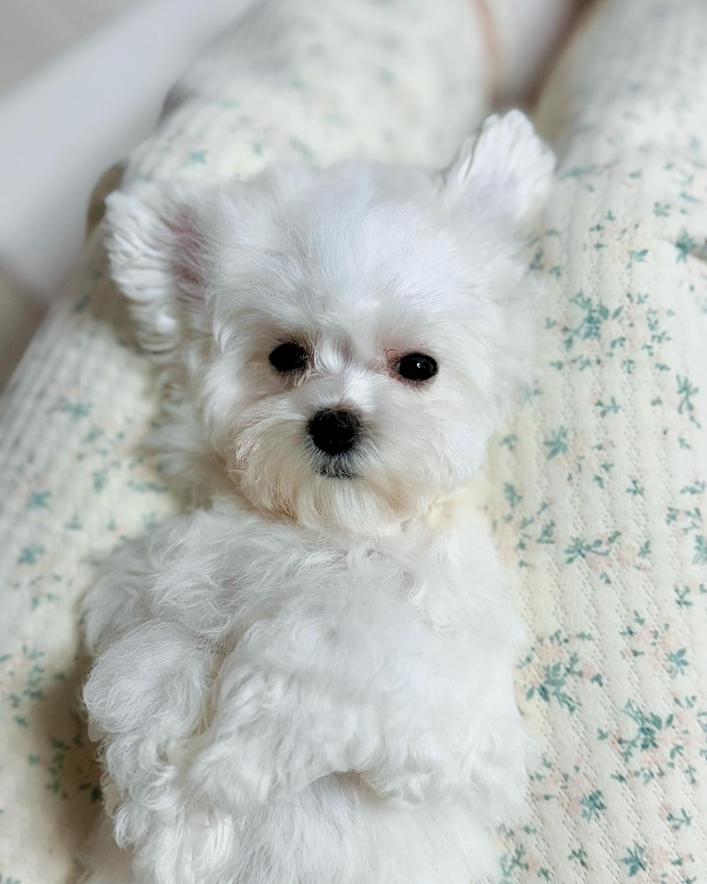 ̶͈̑◡˂̶͈̑

우리집 찐 막내 공주님 🫶🏻

이름은 박루다 입니다 🐾

오빠한테 시은이 동생 진지하게 고민하자 이러니
강아지를 분양해 왔다…🤣🤣🤣

#첫줄 #딸스타그램 #멍스타그램 #미니비숑 #비숑 #강아지와아기 #강아지와아기가사는집 #나들이그램