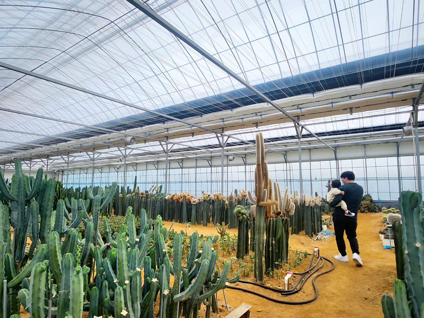 #주말나들이

일산에 있는 선인장카페 칵티부부🌵

날씨가 갑자기 추워져서 실내에서 놀만한 곳 찾다가 발견👀
선인장도 구경할 수 있고 모래놀이도 할 수 있어요
지금 한시간째 노는중😌

입장료는 음료 포함 6천원.... 애기들 무료🫶🏻

.
.
#주말에가볼만한곳 #아이랑가볼만한곳 #선인장카페 #칵티부부 #일산체험카페 #주말일상 
#육아기록