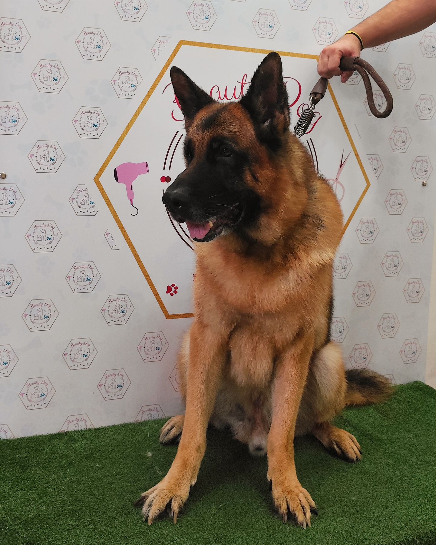 Bellissimo il nostro amico Ares 💙🐾