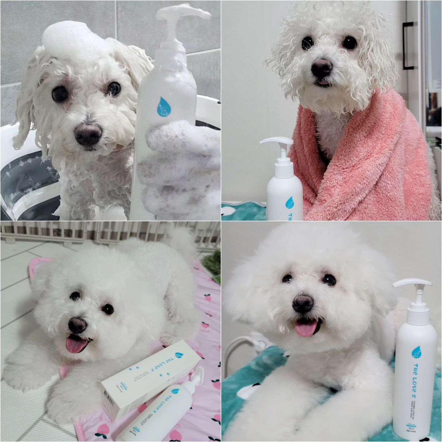우리집 댕댕이 #비숑샴푸 🐻‍❄️
이거 짱 좋은 이유!

🔴답답한 베이비파우더향X
향긋한 체리블라썸향기🌸
코박고 냄새맡게됨ㅋ

🟠가장 마음에 들었던건 세정력 너무 좋았음
털에 누렇게 배인 자국 잘 지워줌

🟡털 윤기 보이십니까? 
촉촉하게 털에 윤기가 흘러서
린스 필요없고 빗질도 필요없던걸ㄷㄷ

🟢무엇보다 더럽개샴푸가 유명한건 
바로 저자극☘️안전한 #펫샴푸 라는점

EWG그린등급 자연유래성분🌿
인공향료X 유해성분X

우리 사랑하는 댕댕이 예민피부, 민감피부, 
알러지로 고생중인 견주님들이라면 무조건 추천~
난 모질개선, 세정력, 향기에 더 반했던
#더럽개 #애견샴푸 였다!
단풍이도 짱 만족🤩

링크 https://smartstore.naver.com/k-cosmetics_/products/7142681607

#협찬 #비지어스펫 #더럽개샴푸 #더럽개저자극강아지샴푸 #강아지샴푸 #강아지샴푸추천 #새끼강아지샴푸 #반려견샴푸 #더러브개 #강아지저자극샴푸  #멍스타그램 #강아지목욕 #dog #맞좋아요