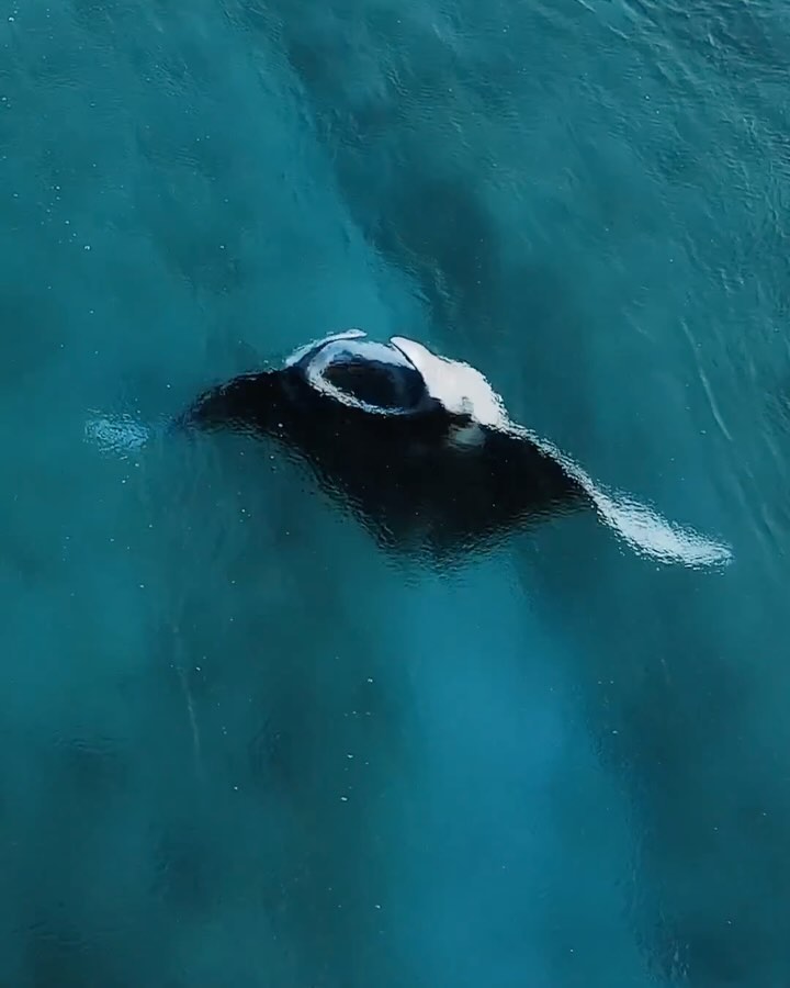 1. Ocean Dance 🌊💙⁣
timmboslice_ captured this surreal moment of a manta ray feeding in the serene waters of villanautica.maldives⁣
⁣
Manta rays are gentle giants and play a crucial role in the marine ecosystem. Help protect these amazing creatures by reducing our plastic consumption and supporting sustainable fishing practices.⁣
⁣
📽️ timmboslice_⁣
📍 North Male Atoll, Maldives.⁣
⁣
⁣
2. Elegance in motion 🌊 snorkeldownunder captured this mesmerizing footage of a fever of eagle rays gracefully soaring through the ocean. It’s a truly breathtaking sight!⁣
📽️ snorkeldownunder