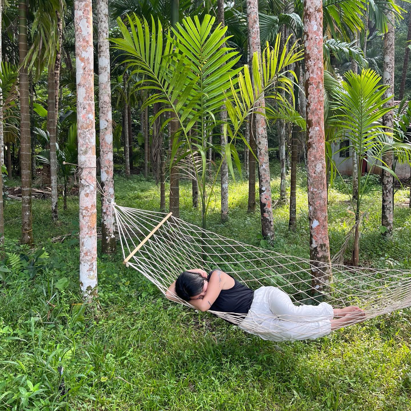 🌴🌱🌿