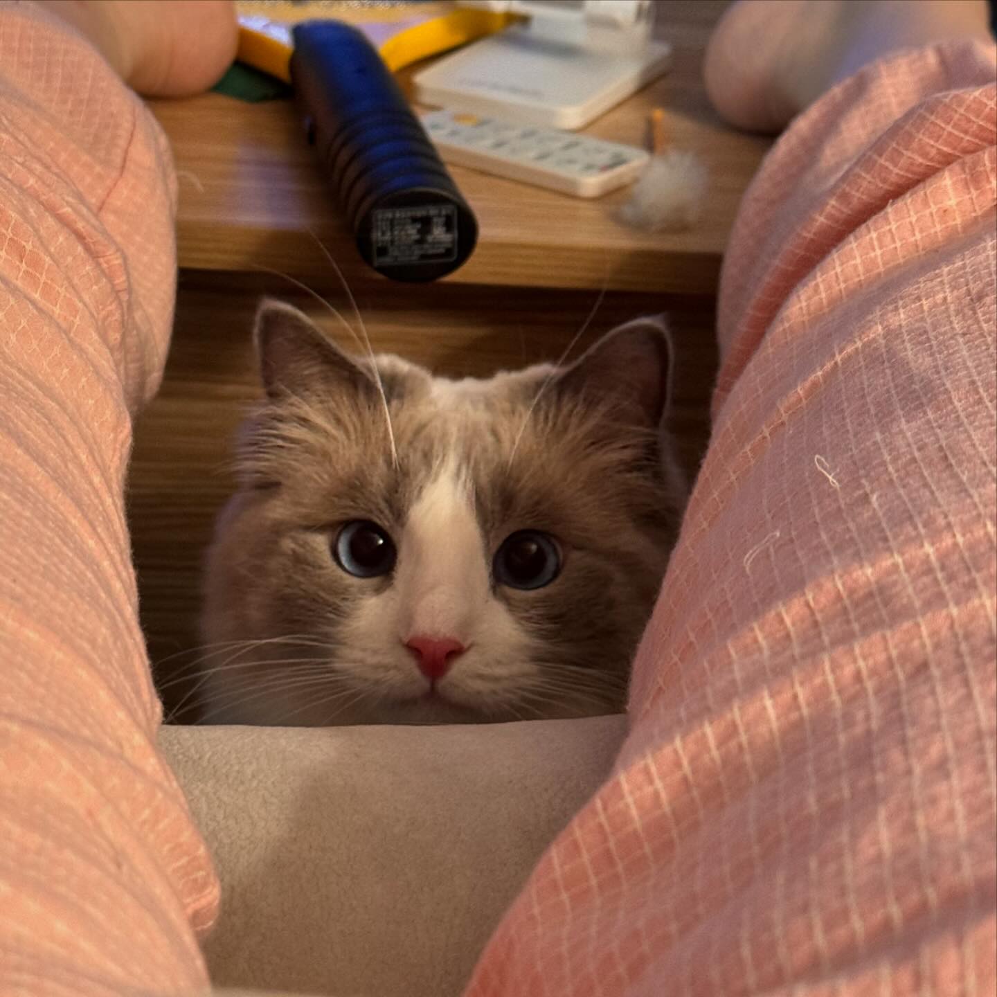 😻
#猫ちゃん #고양이 #냥냥이 #렉돌