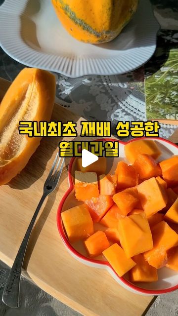  제이제이 육아 인플루언서 울산아이와 ෆ on Instagram: "#광고 #스위탄

과일을 좋아하는 우리 딸 ෆ 

특히 구하기 힘든 열대과일은 없어서 못 먹죠

귀하디귀한  1% 최상급 품종 스위탄을  맛 봤어요

국내최초 재배 성공한 #스위탄파파야 

깔끔한 단맛  ෆ 

 구매는 여기 👉 https://bit.ly/3Ga90wR 

#파파야 #열대과일 #과일먹방 #먹방꿈나무"